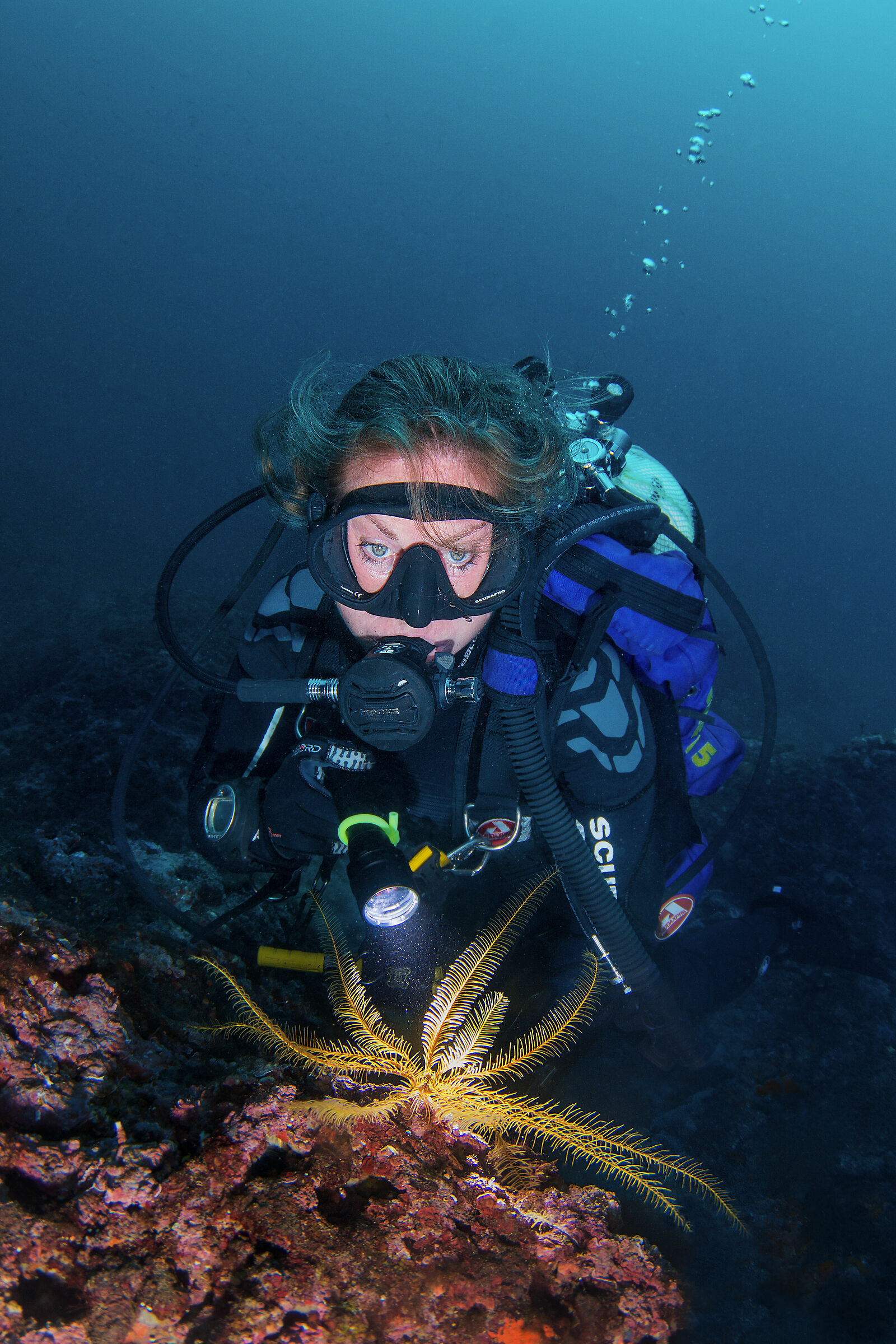Giglio di mare (Antedon mediterranea)