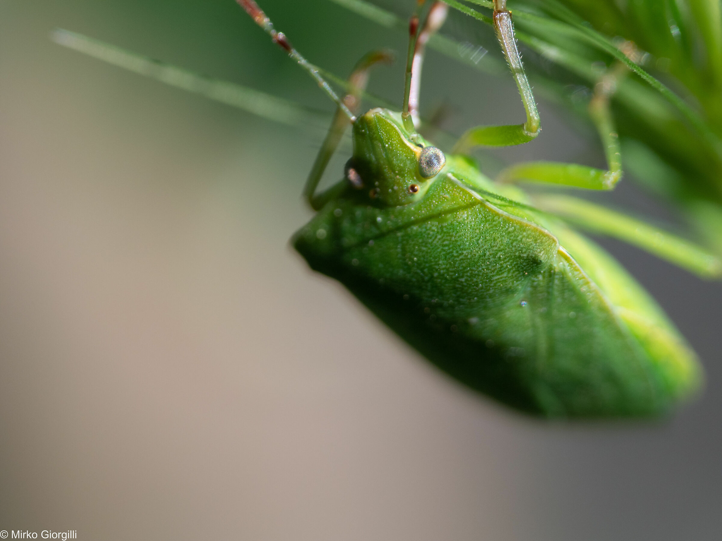 Nezara viridula - The Green Bedbug