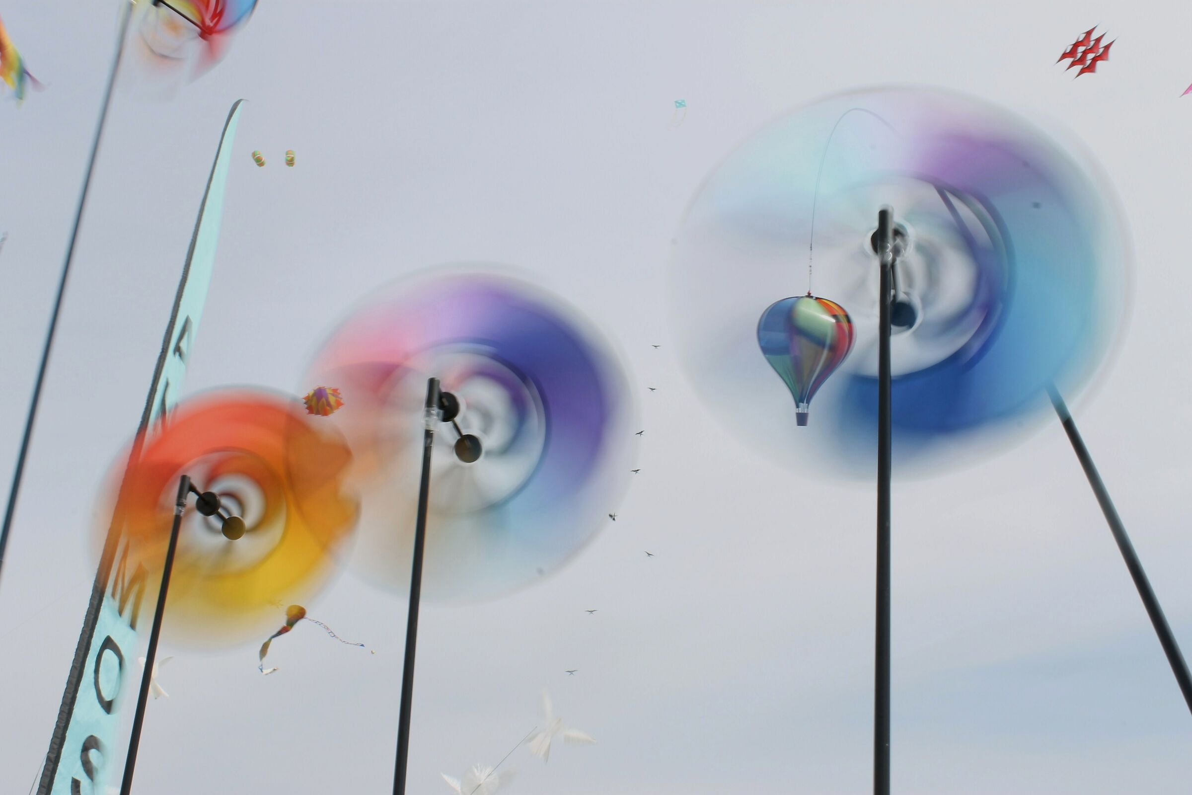gathering of lake kites trasimeno