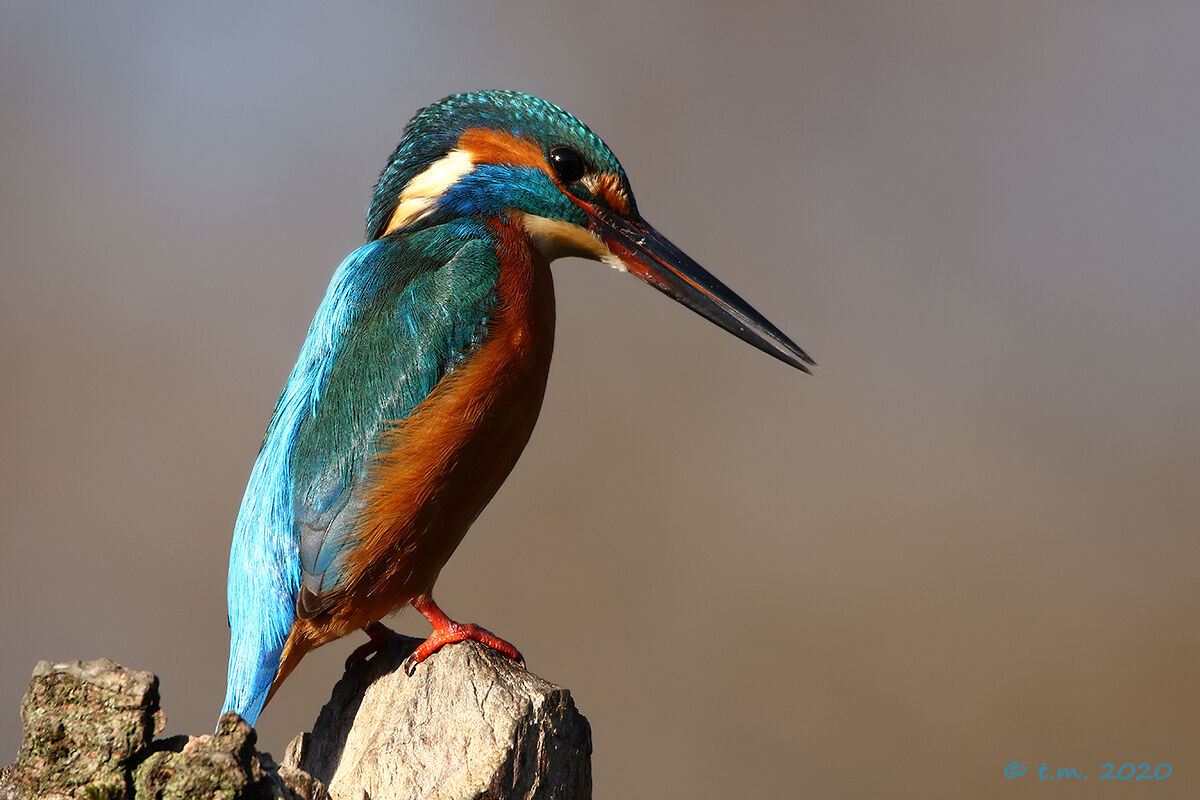 Esamina la situazione