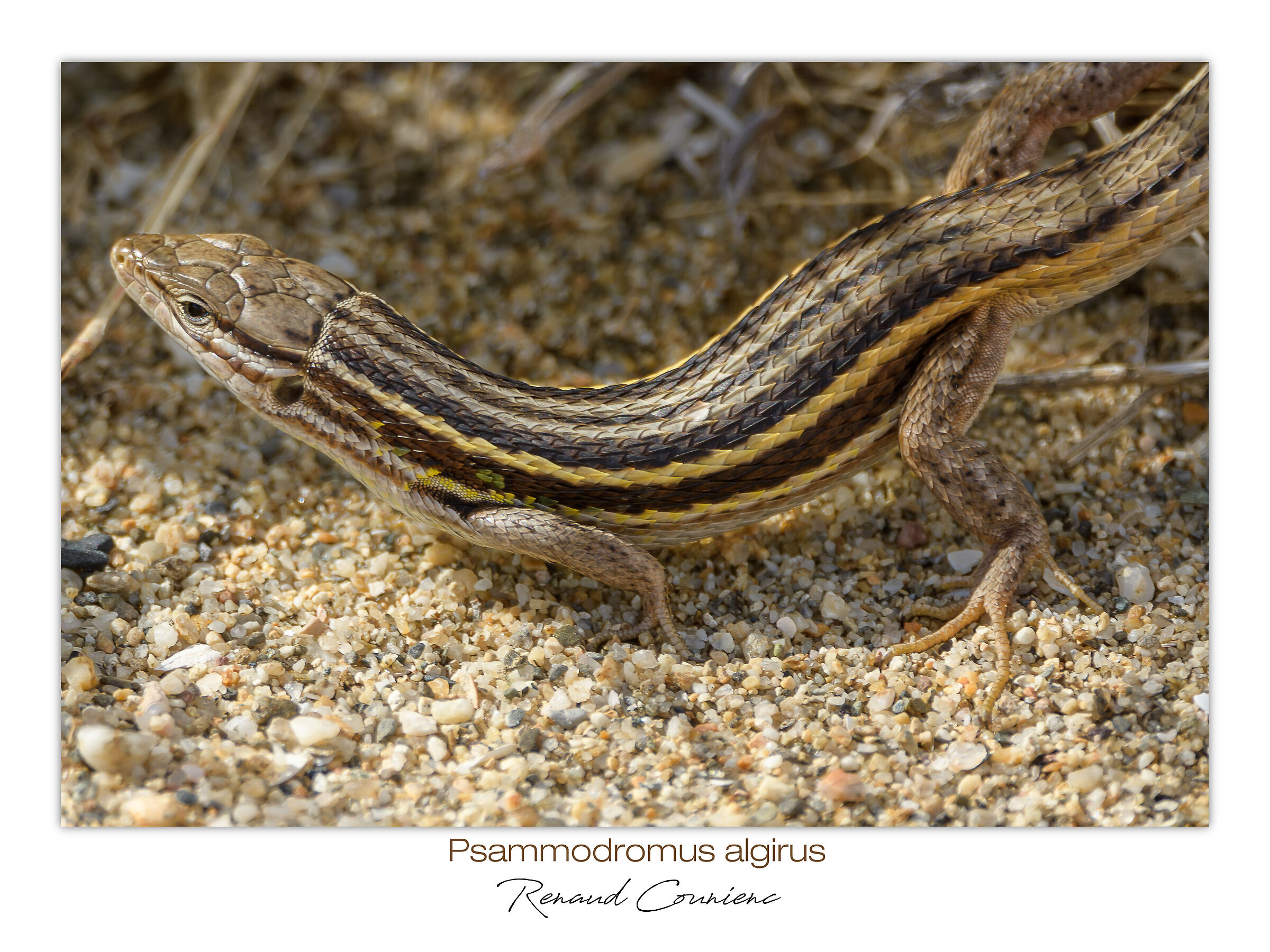 La lucertola striata comune o psammodromo algerino