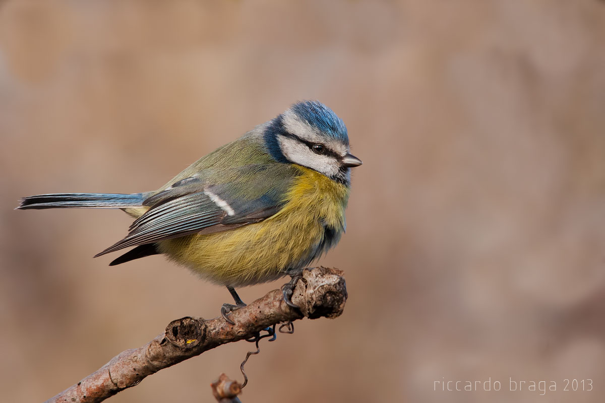 Blue tit fat