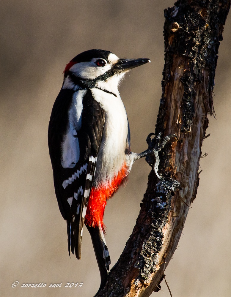 picchio rosso maggiore maschio 2