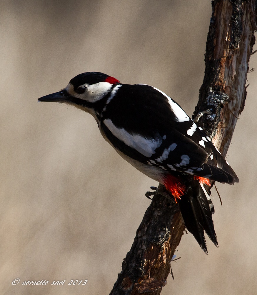 picchio rosso maggiore maschio 3