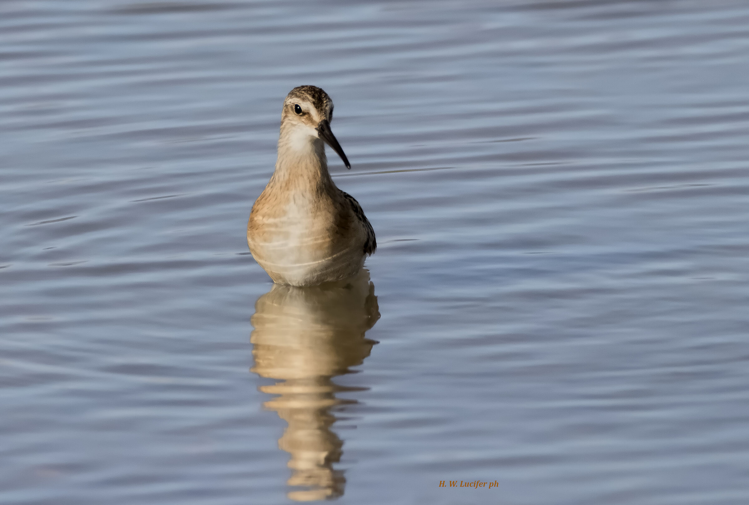 Dubbio, Combattente? Piovanello Comune?