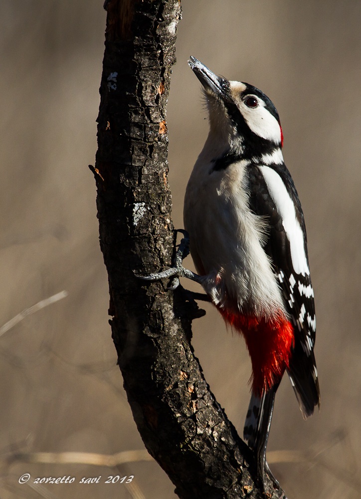 picchio rosso maggiore maschio 4