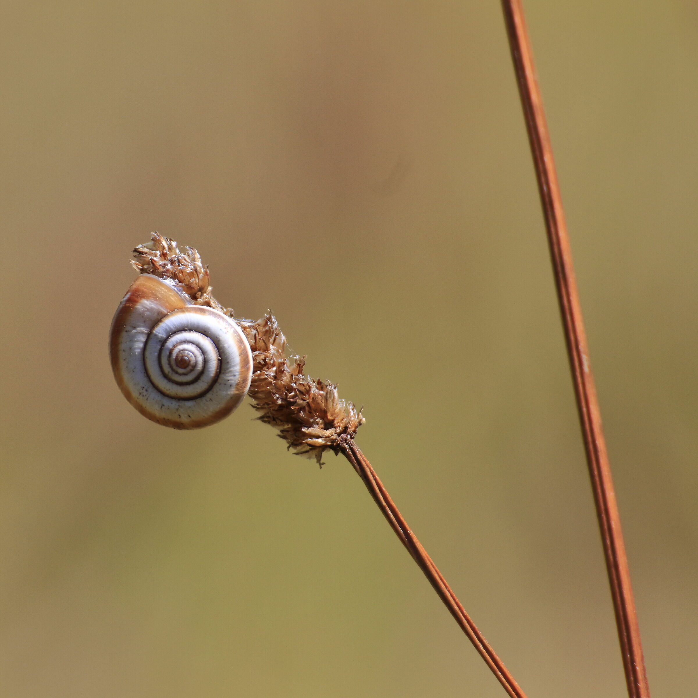 Dondolando su un filo d'erba