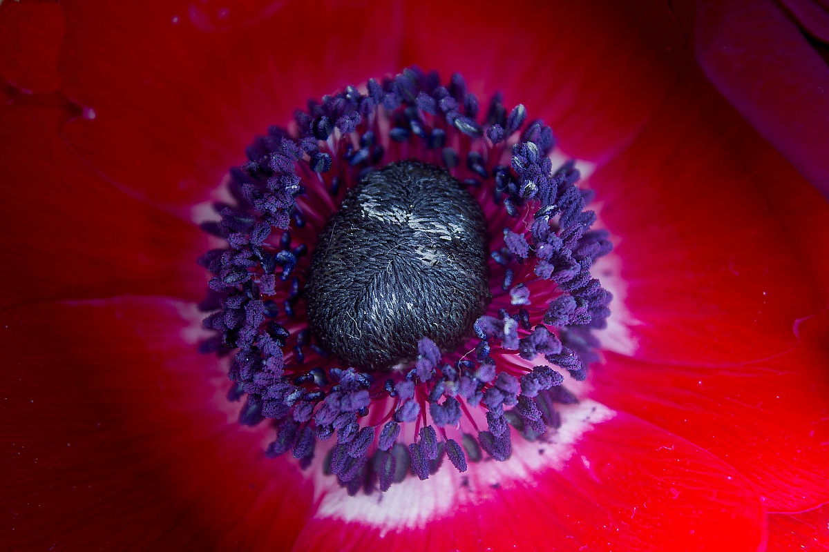 Anemone rossa