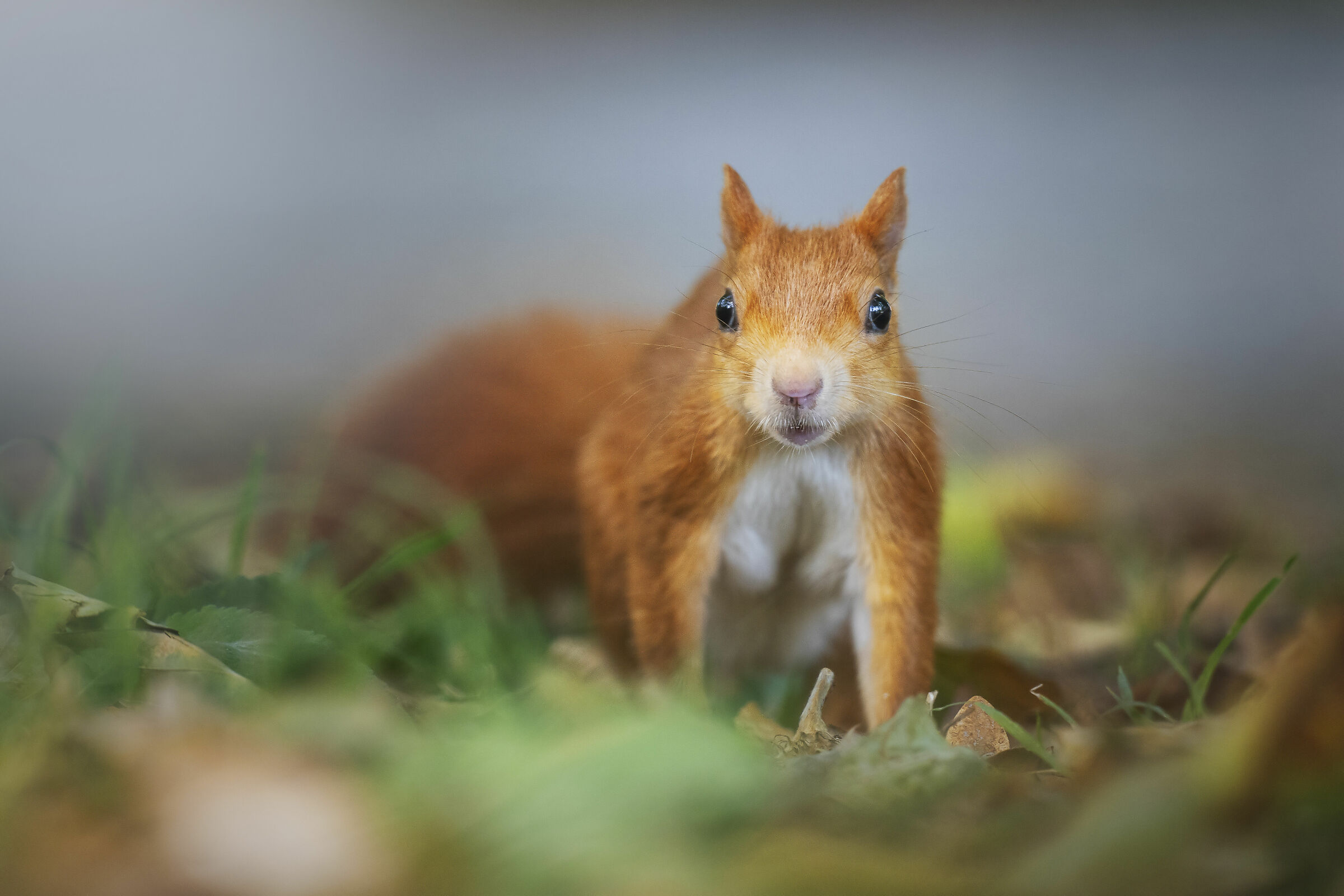 Incontri ravvicinati