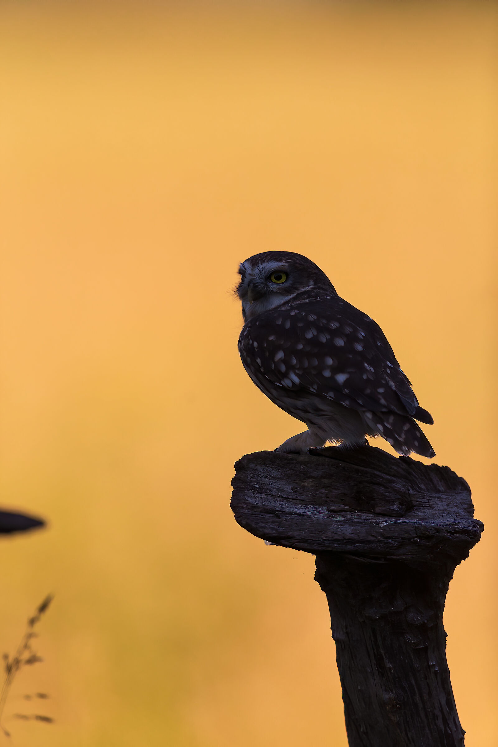 Little owl in backlight
