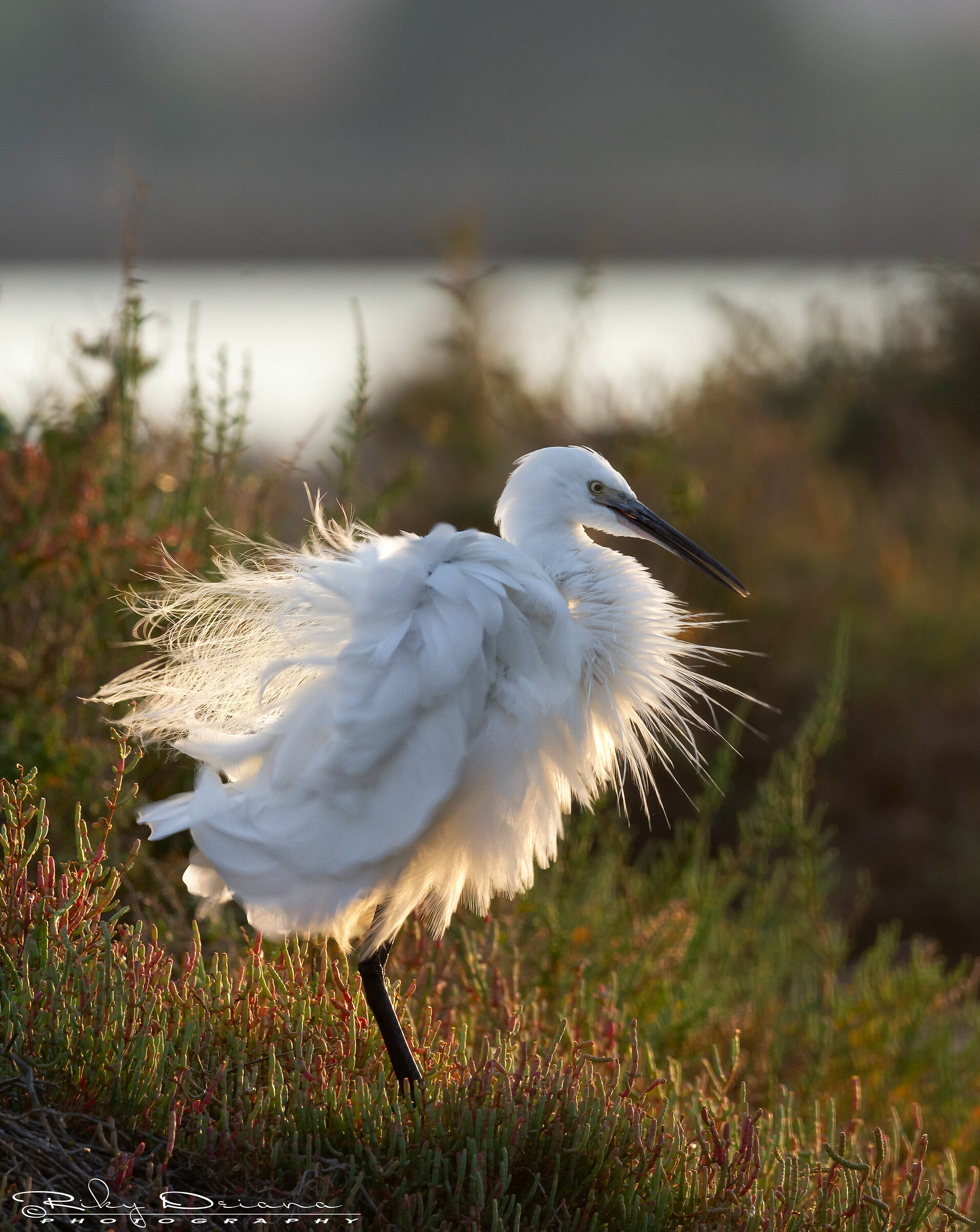 Arruffatina al tramonto