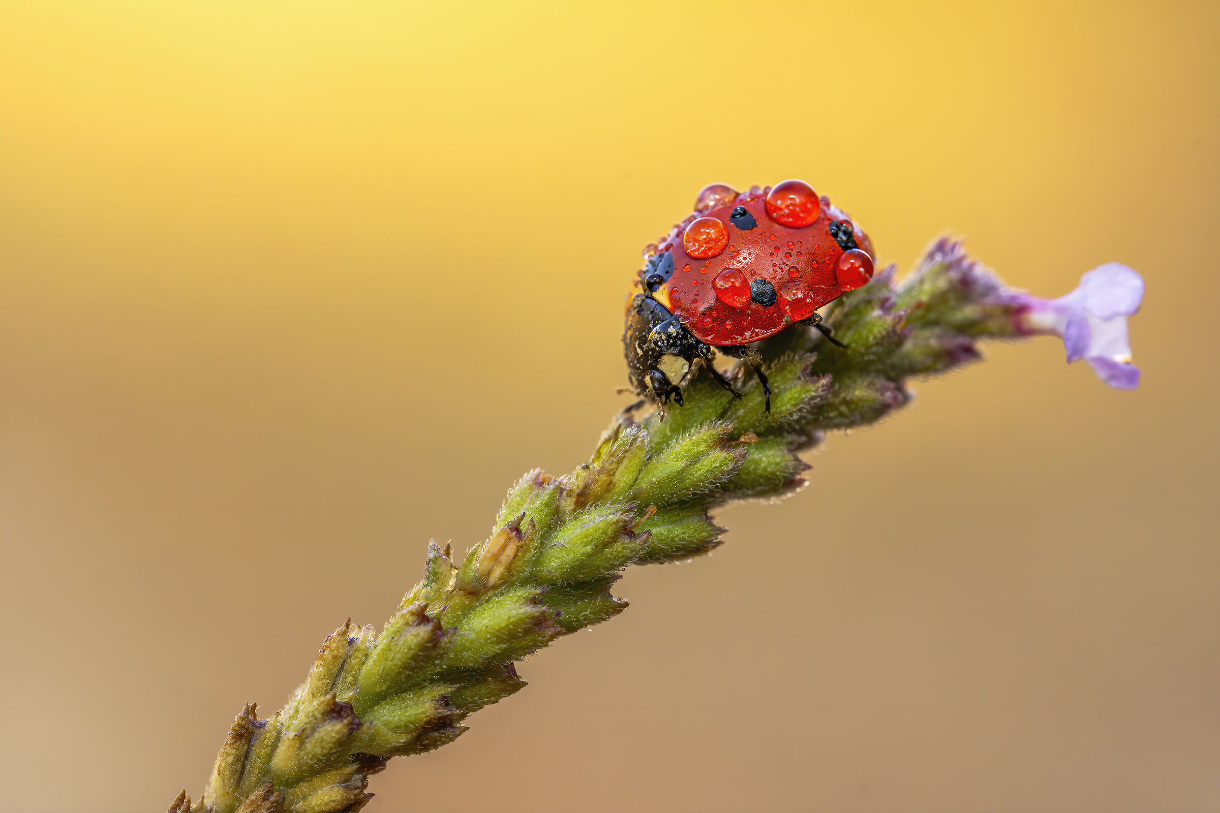 Gocce & Coccinella
