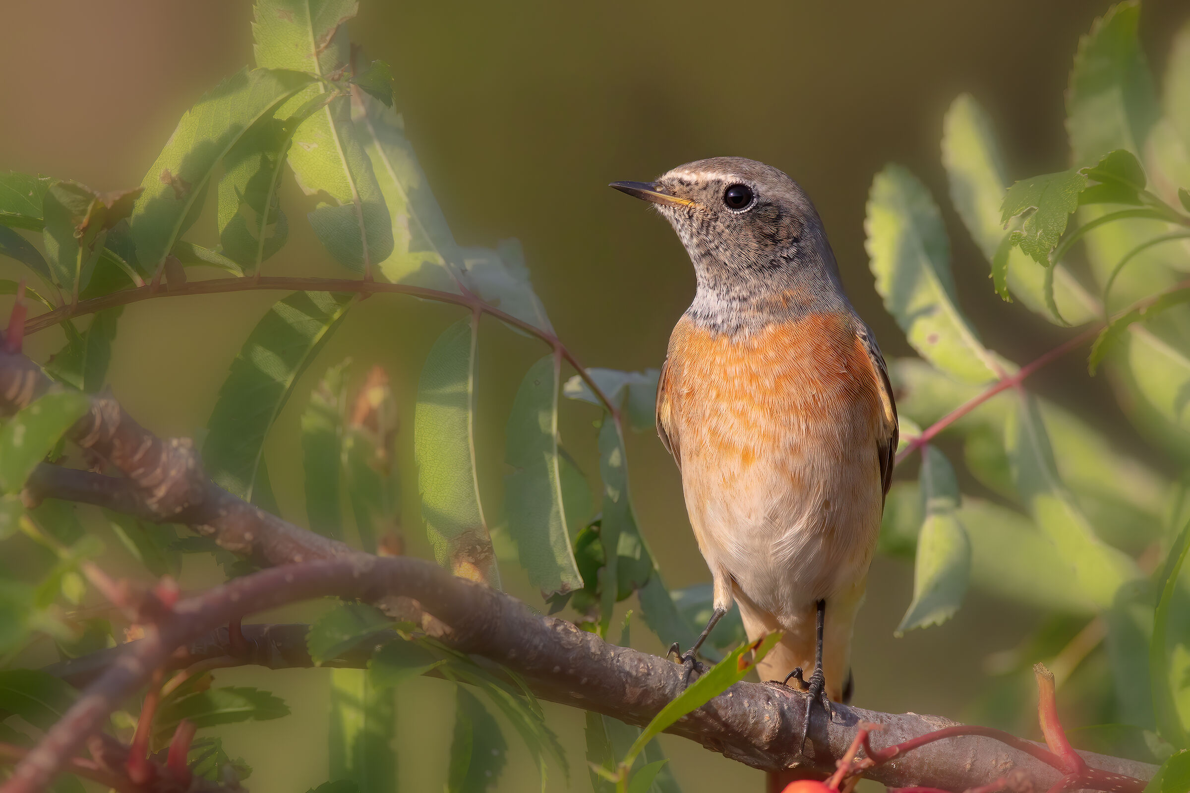 Codirosso comune (m) juv.