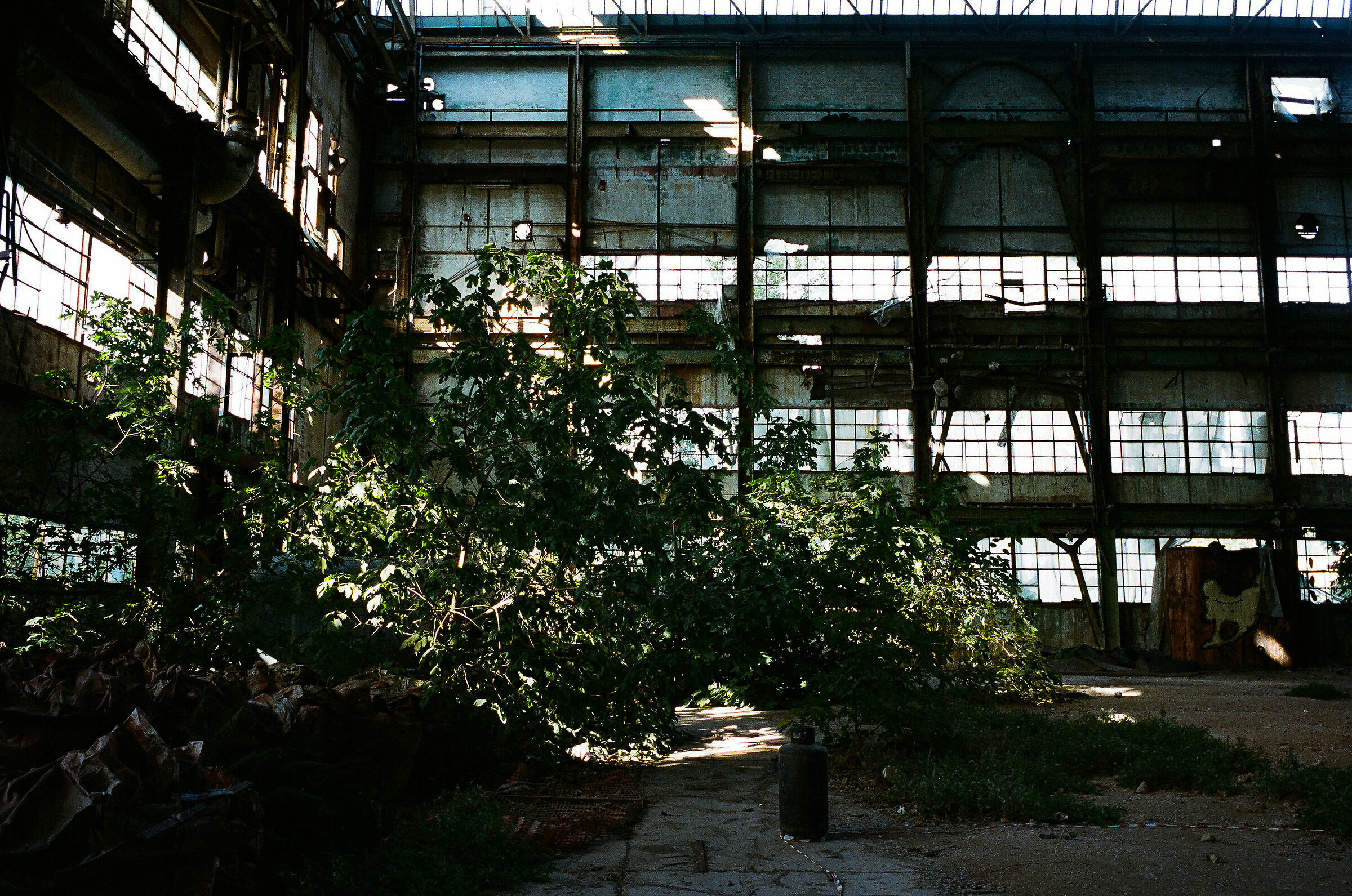 Alberi e ferro