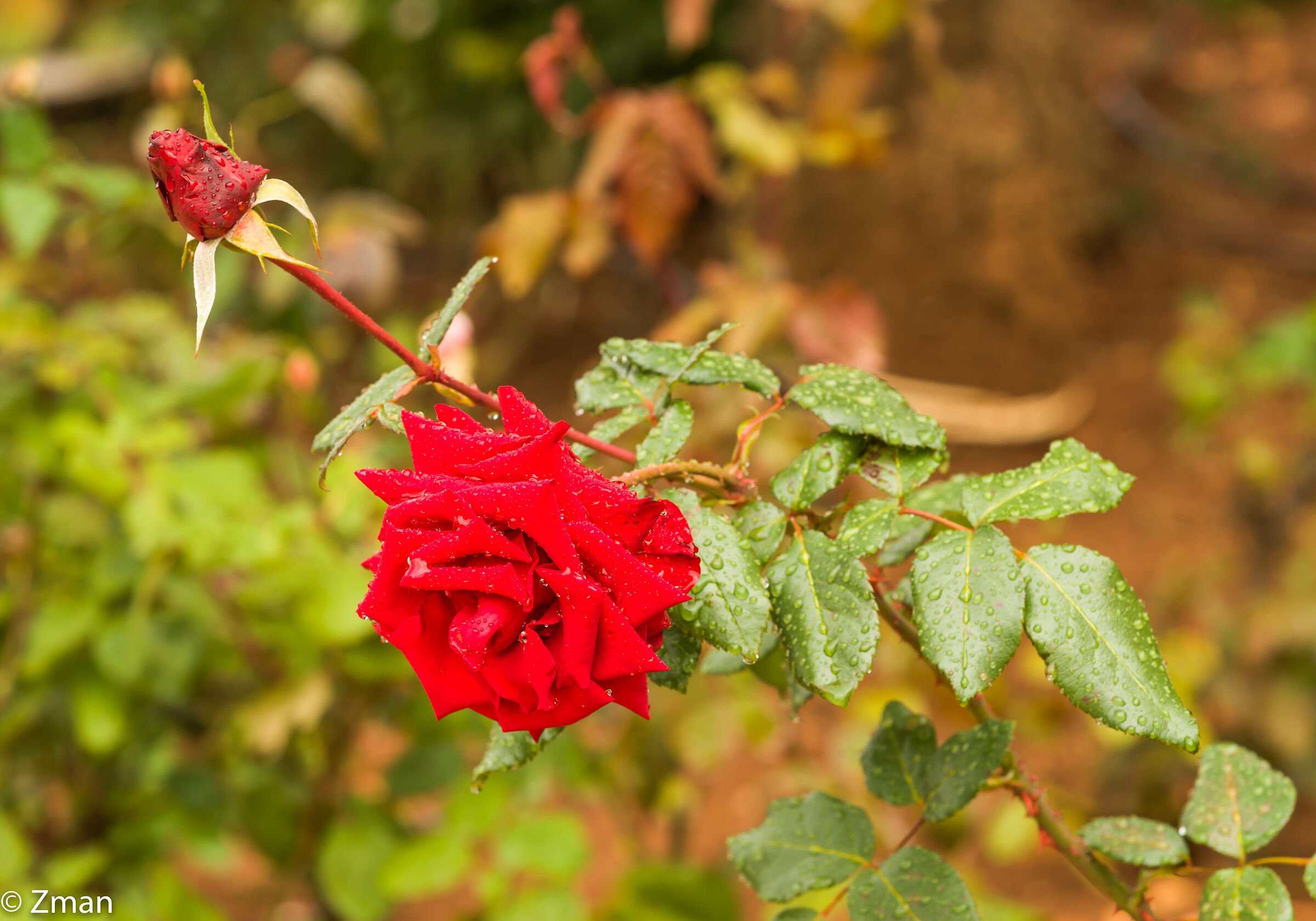 Gocce di pioggia e rosa rossa
