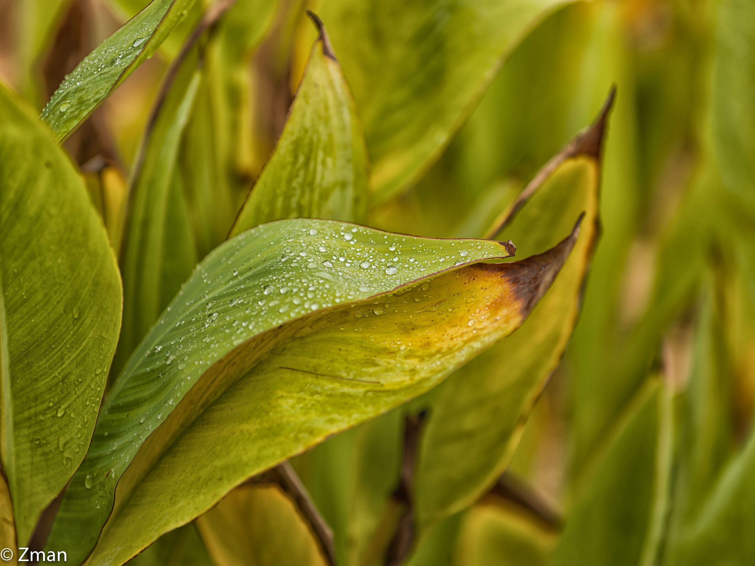 Gocce di pioggia e foglie di lillies