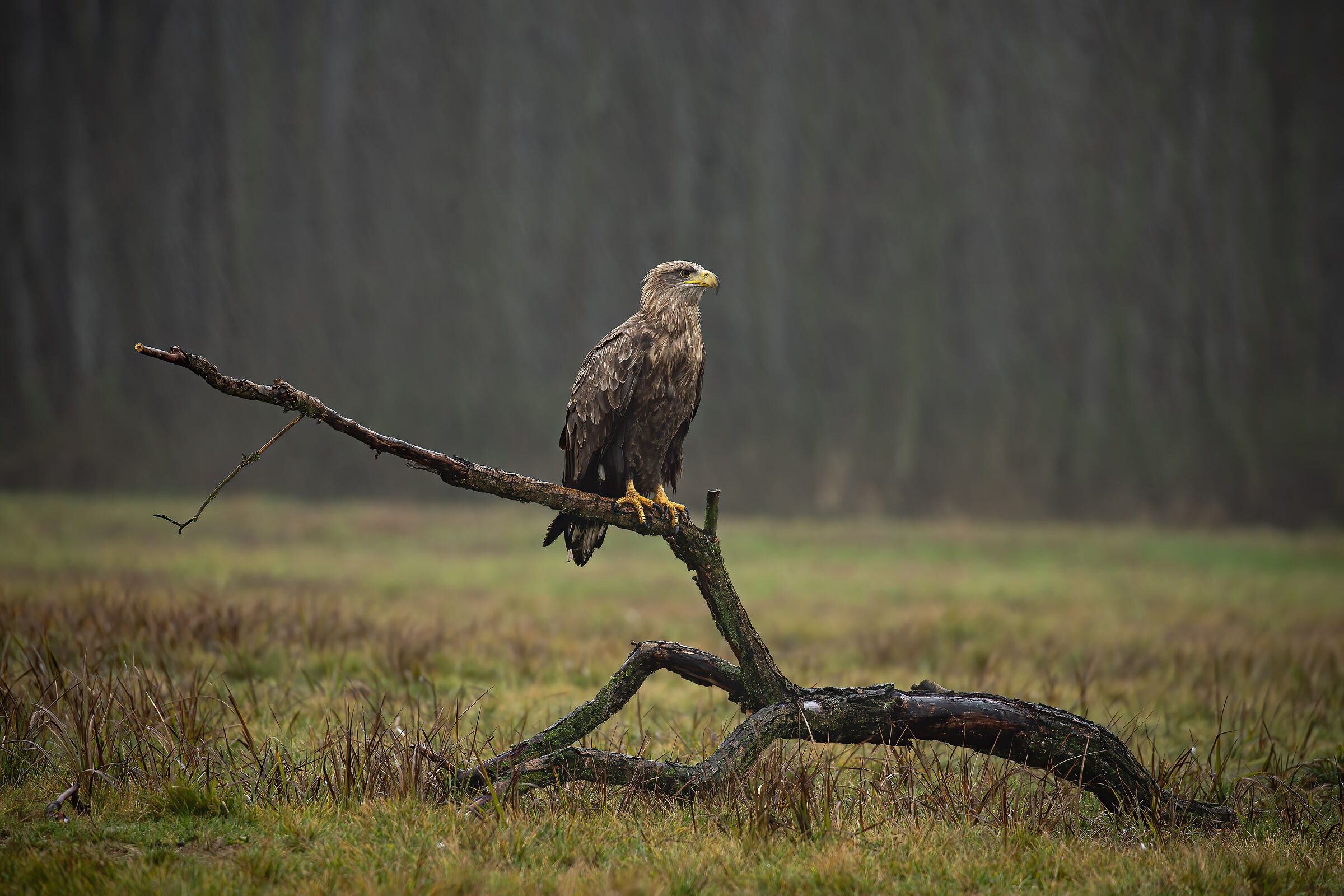Aquila di mare (Haliaeetus albicilla)