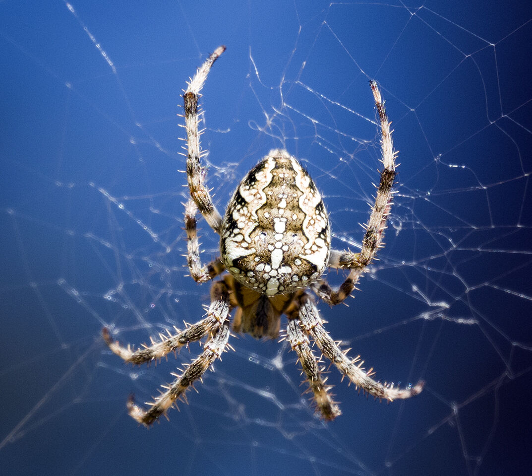 Spider on blue