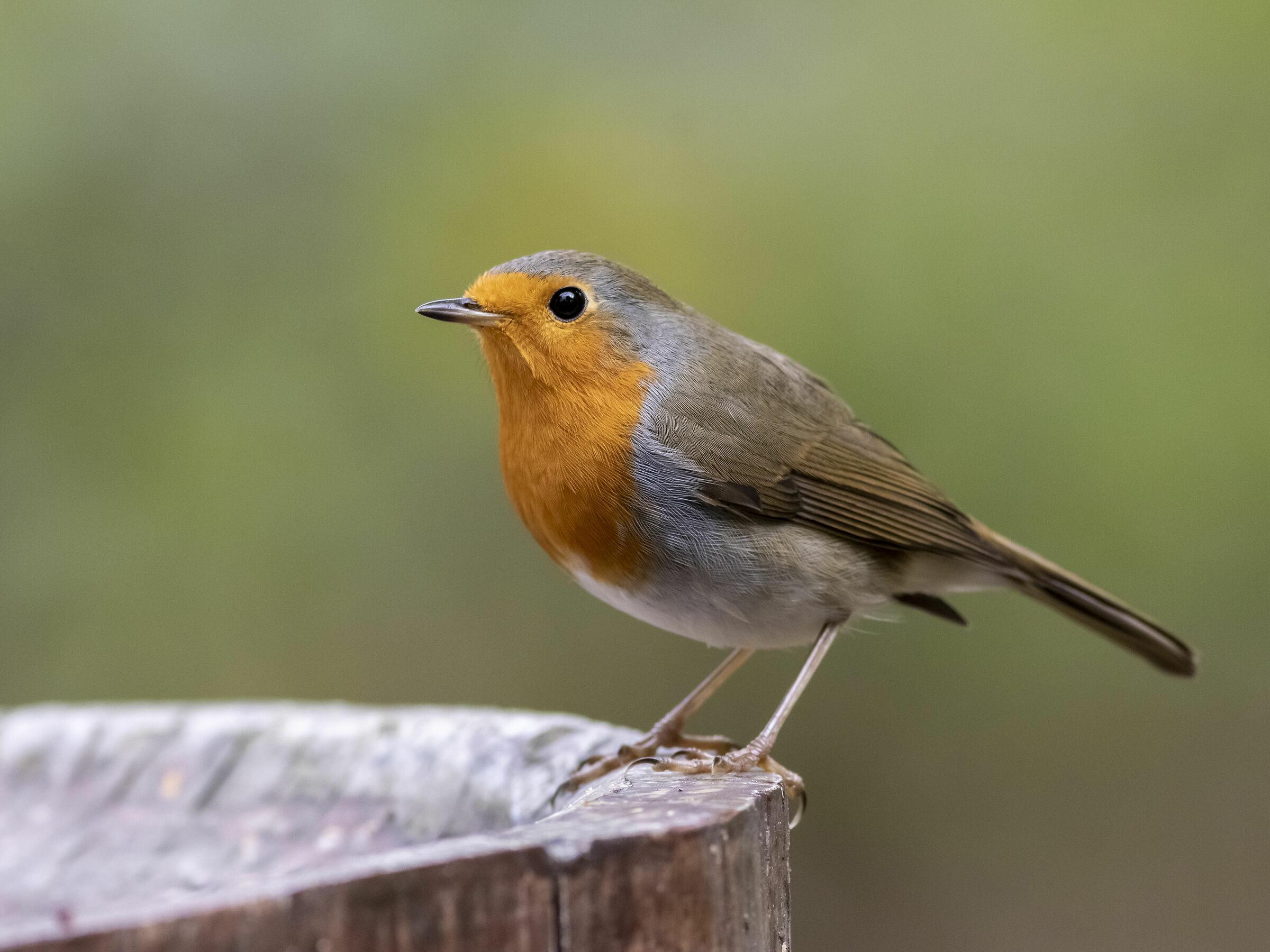 Il pettirosso è tornato