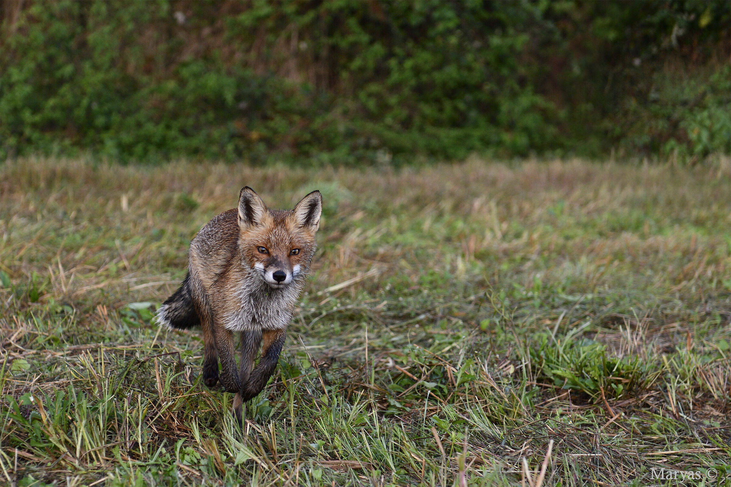 Di corsa al rendez-vous
