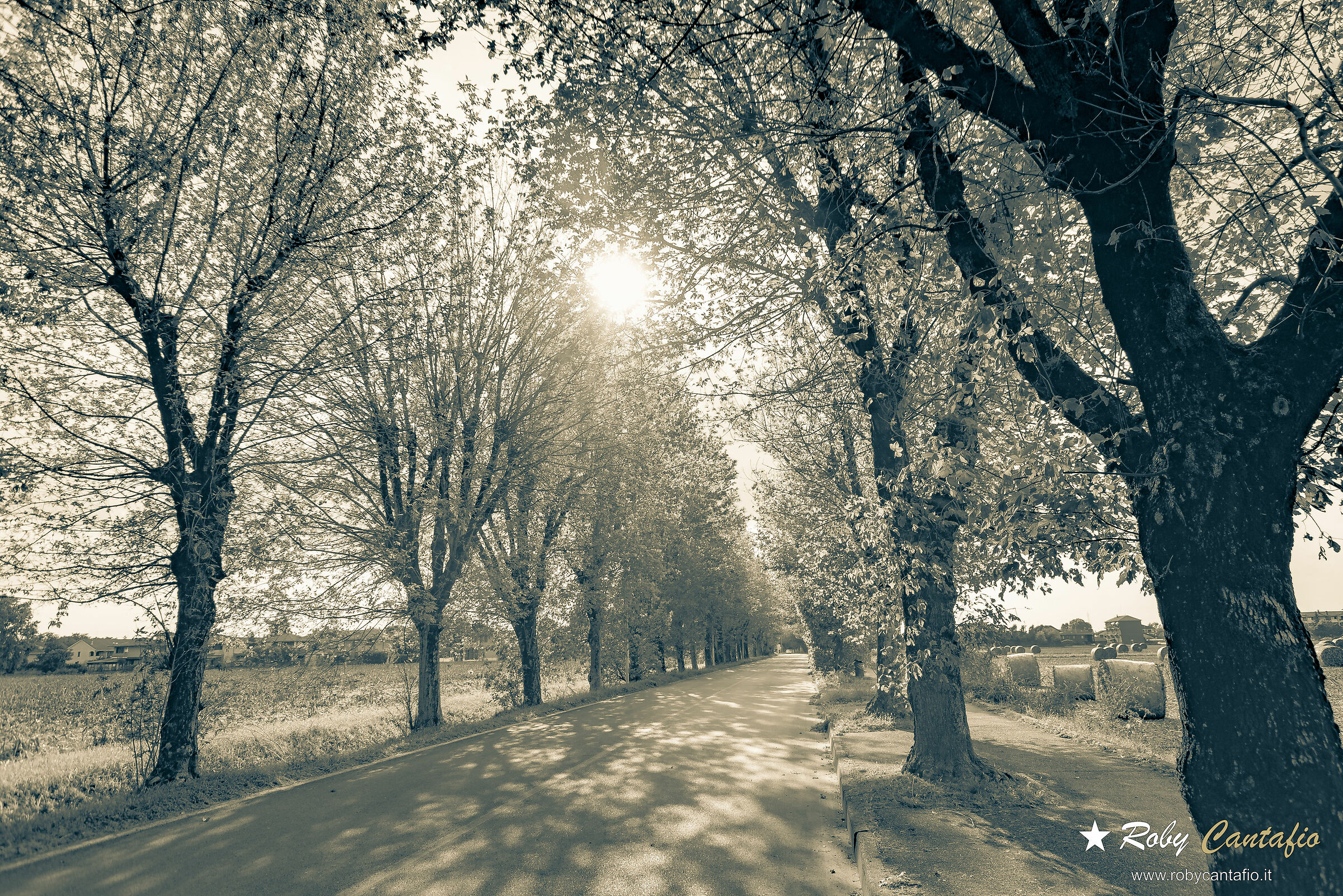 Trees are the pillars of the world