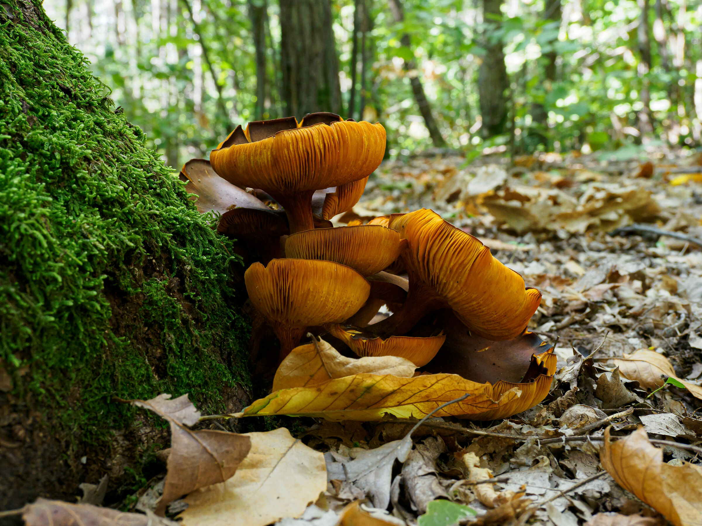 Autumn and its colours
