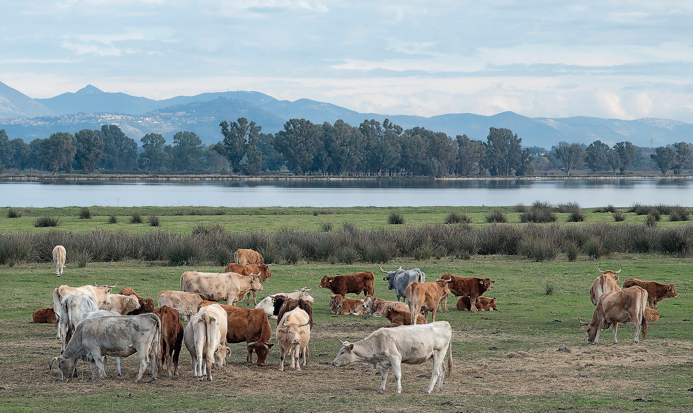Pascolo nell'Agro Pontino - Lago di Fogliano (Latina)