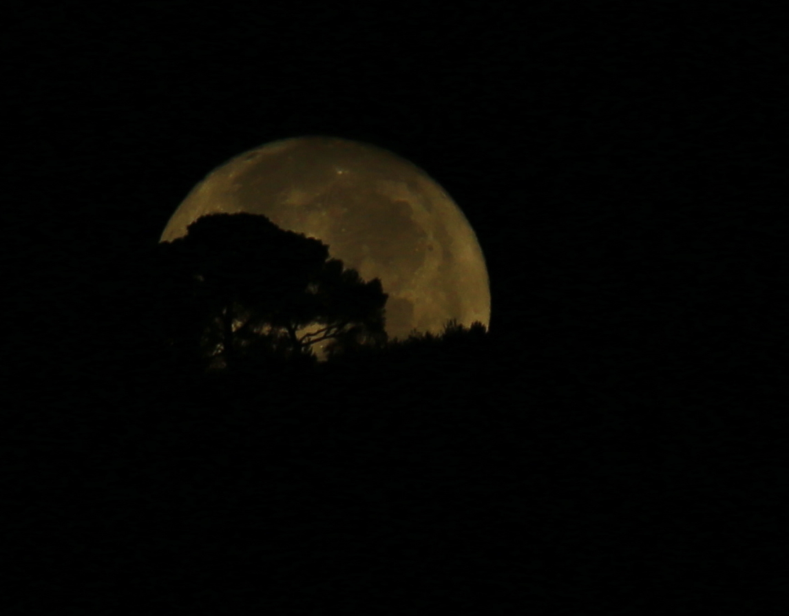 luna tramonta dietro agli alberi