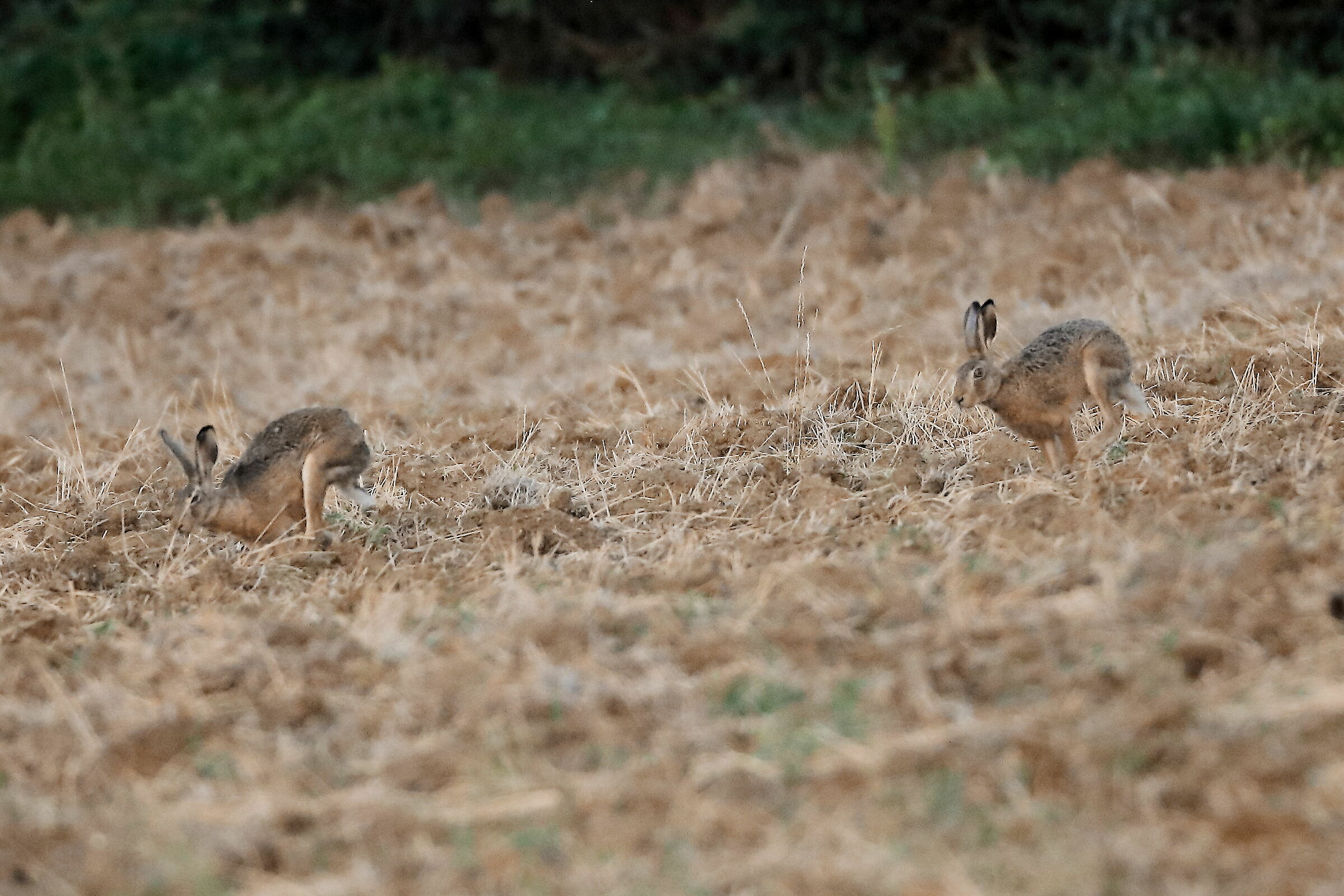 Prima o poi ti prendo