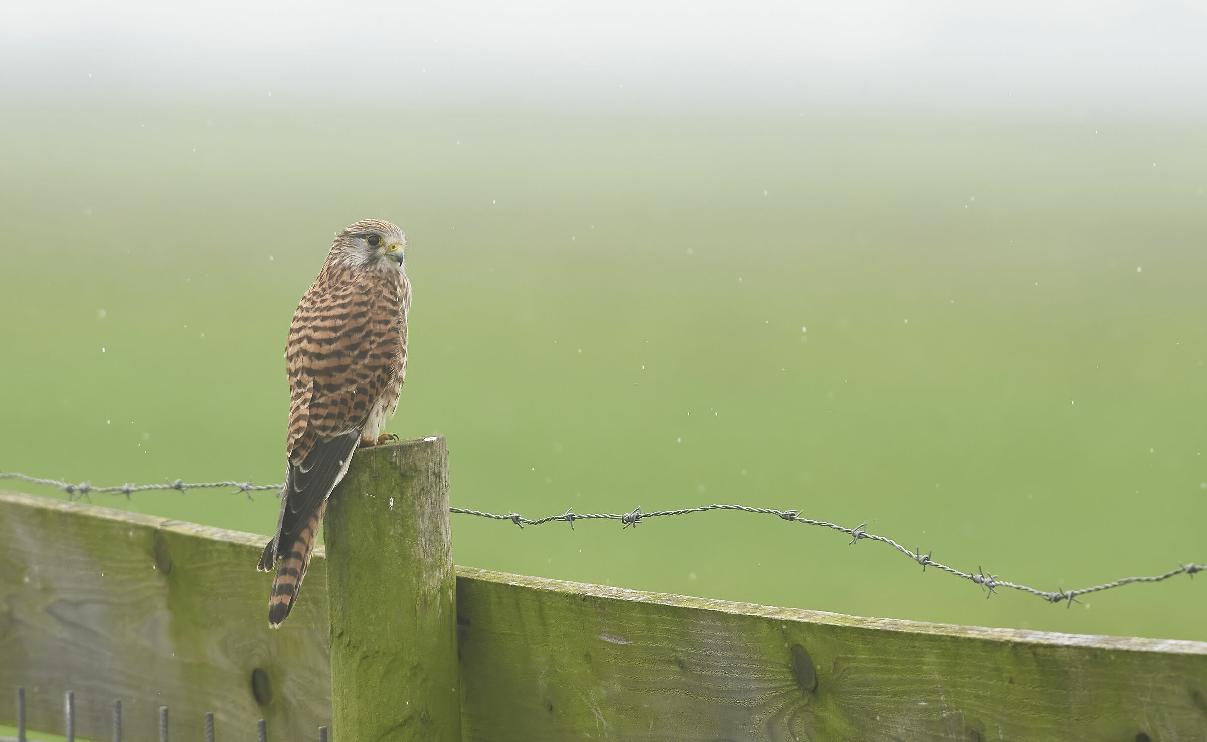 European Kestrel