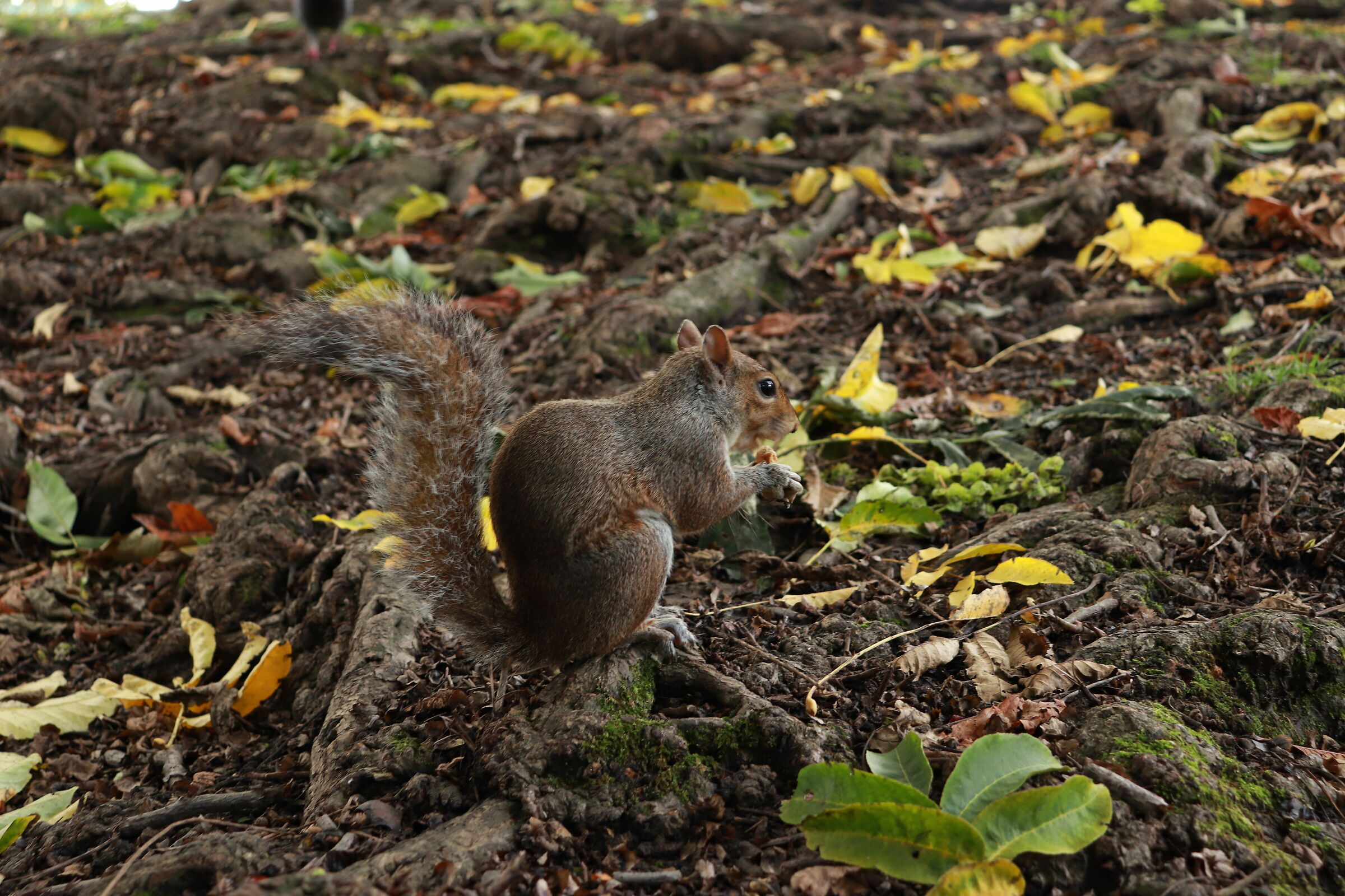 Squirrel posing