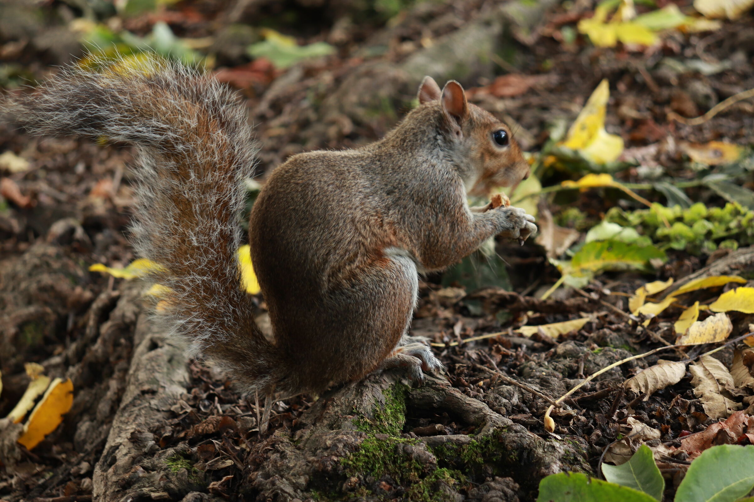 Squirrel posing 2