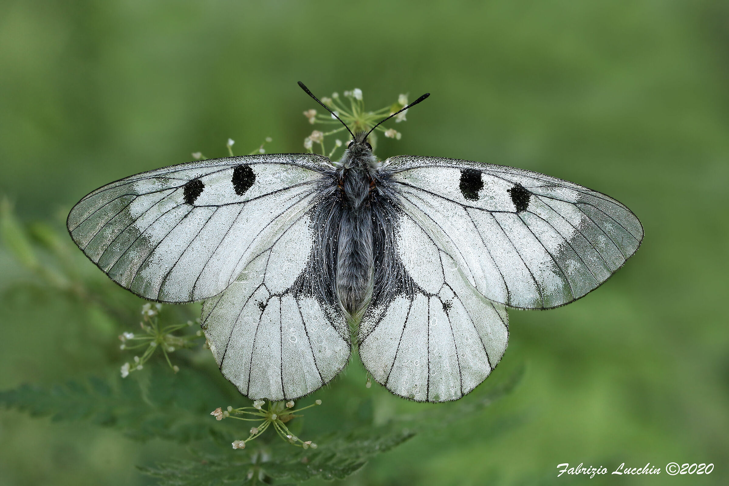 Mnemosyne parnassius