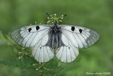Parnassius mnemosyne