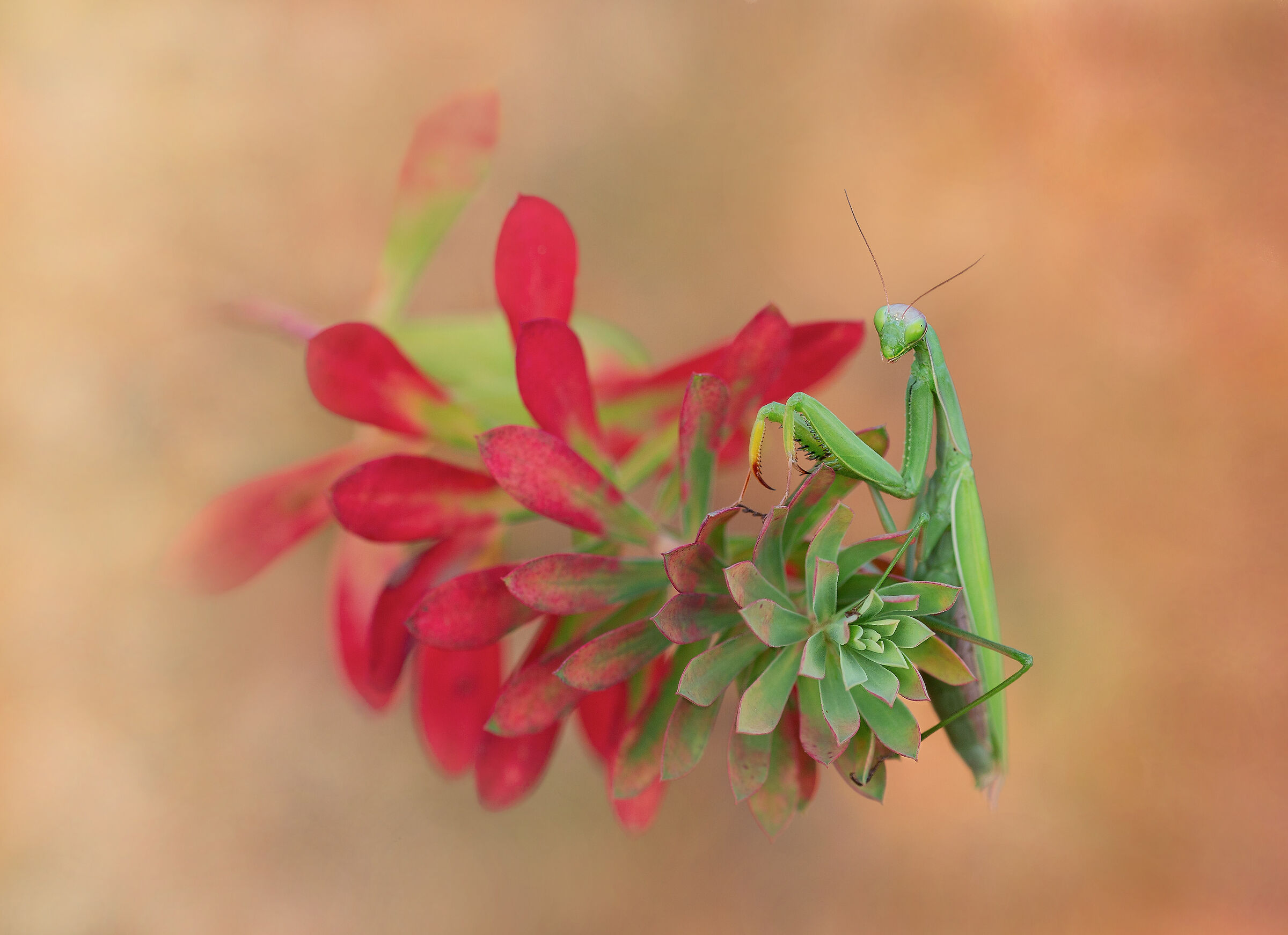 Praying mantis