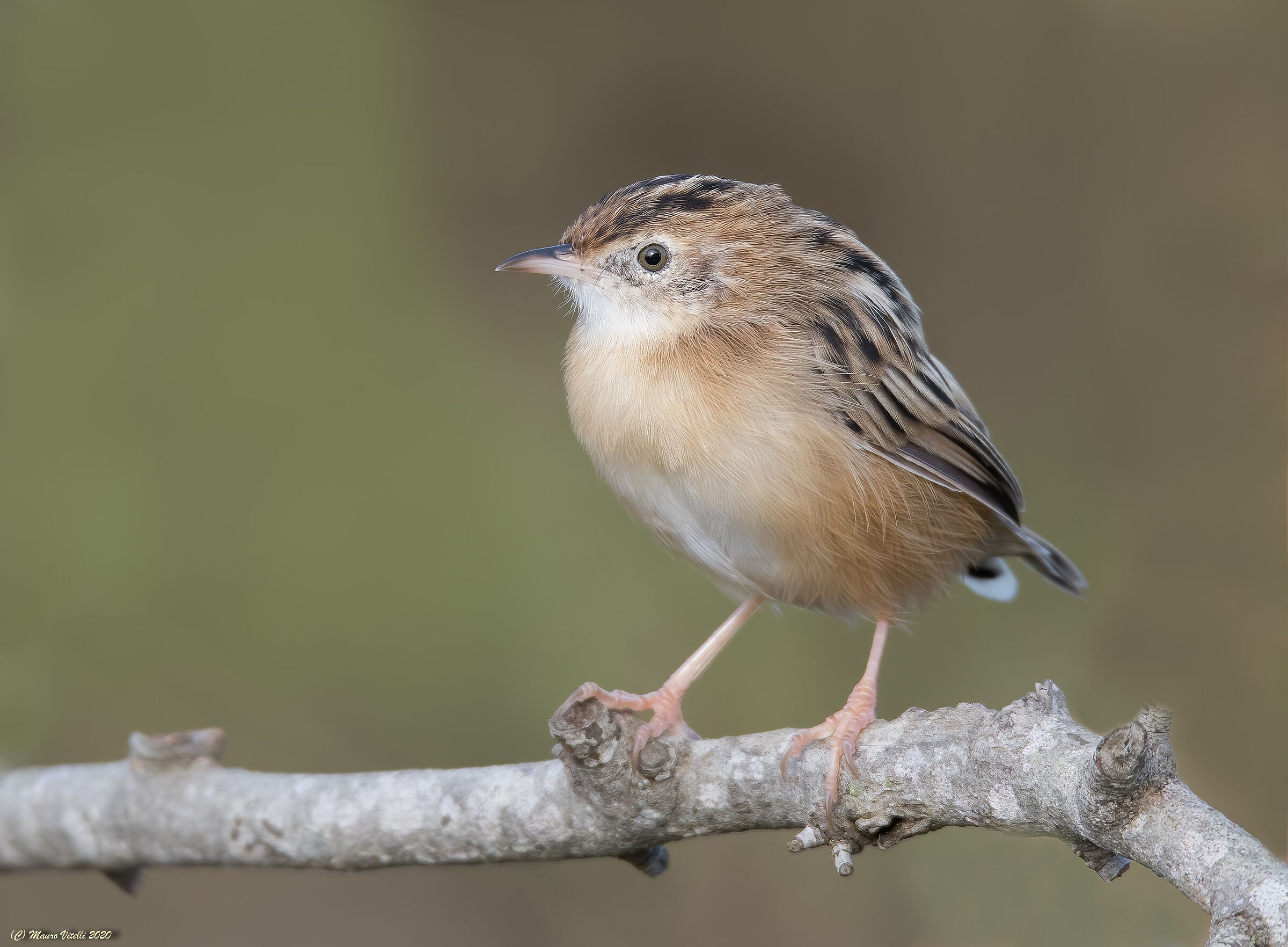 Beccamoschino (Cisticola juncidis)