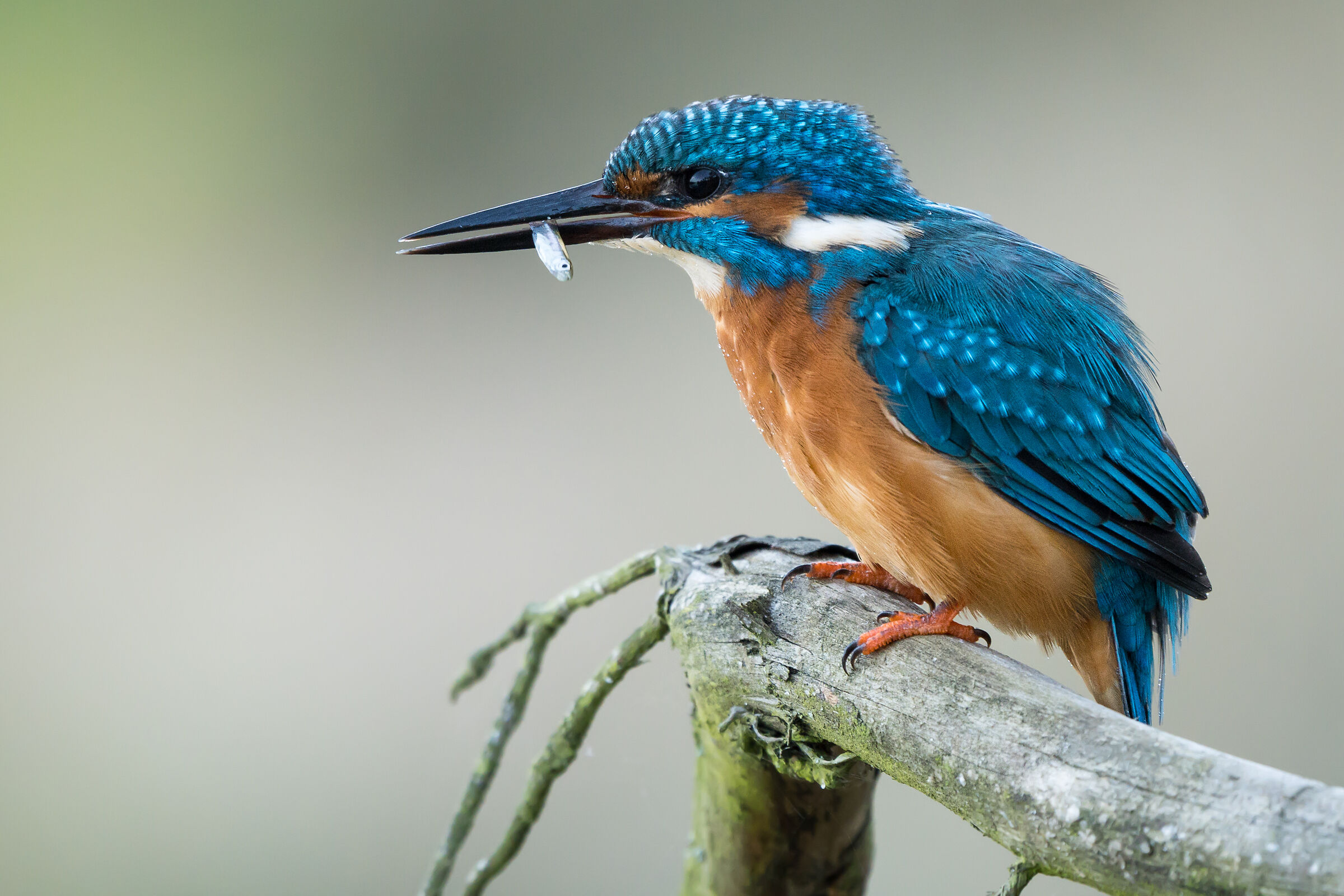 Common kingfisher (Alcedo atthis)