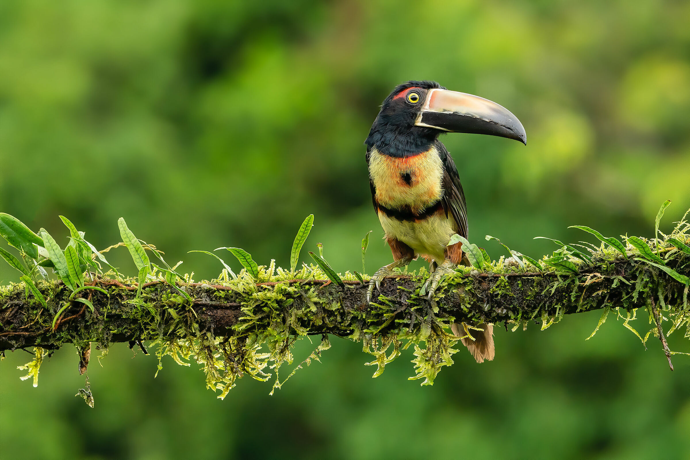 Aracari portrait