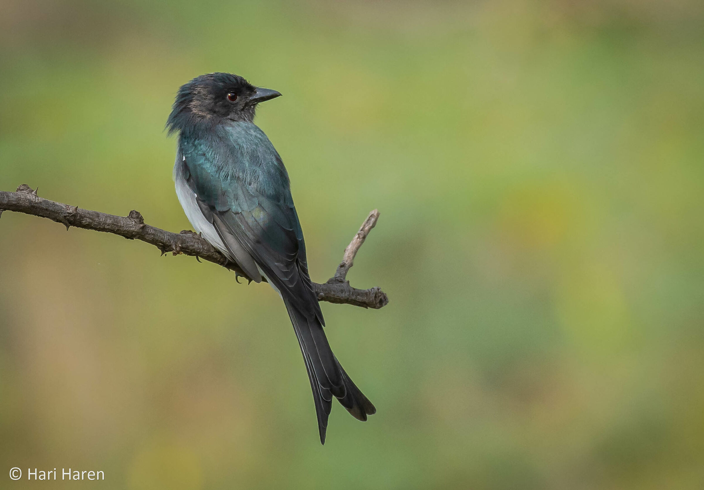 drongo dal ventre bianco