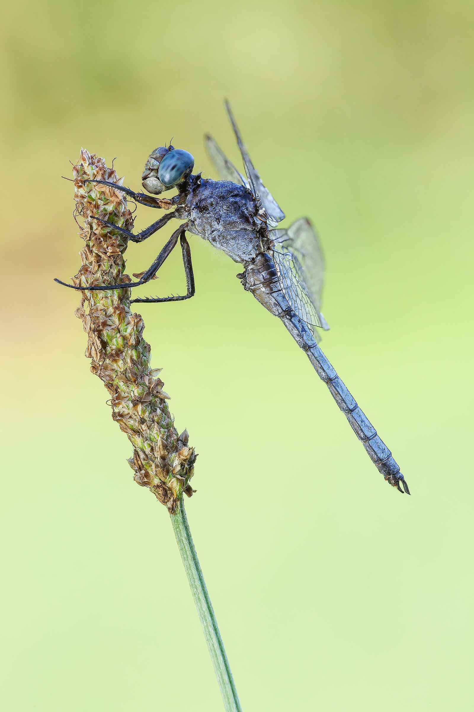 Orthetrum coerulescens