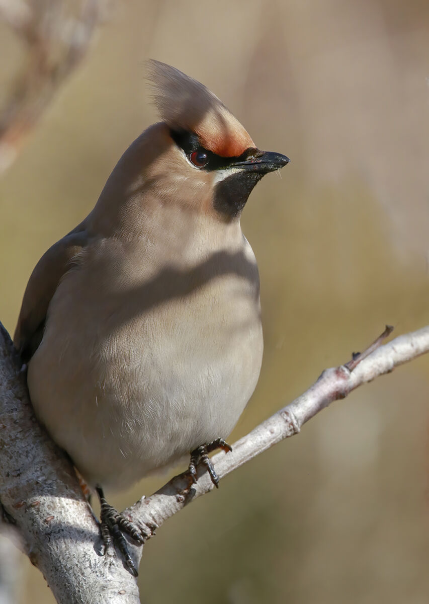 dal grande nord, beccofrusone