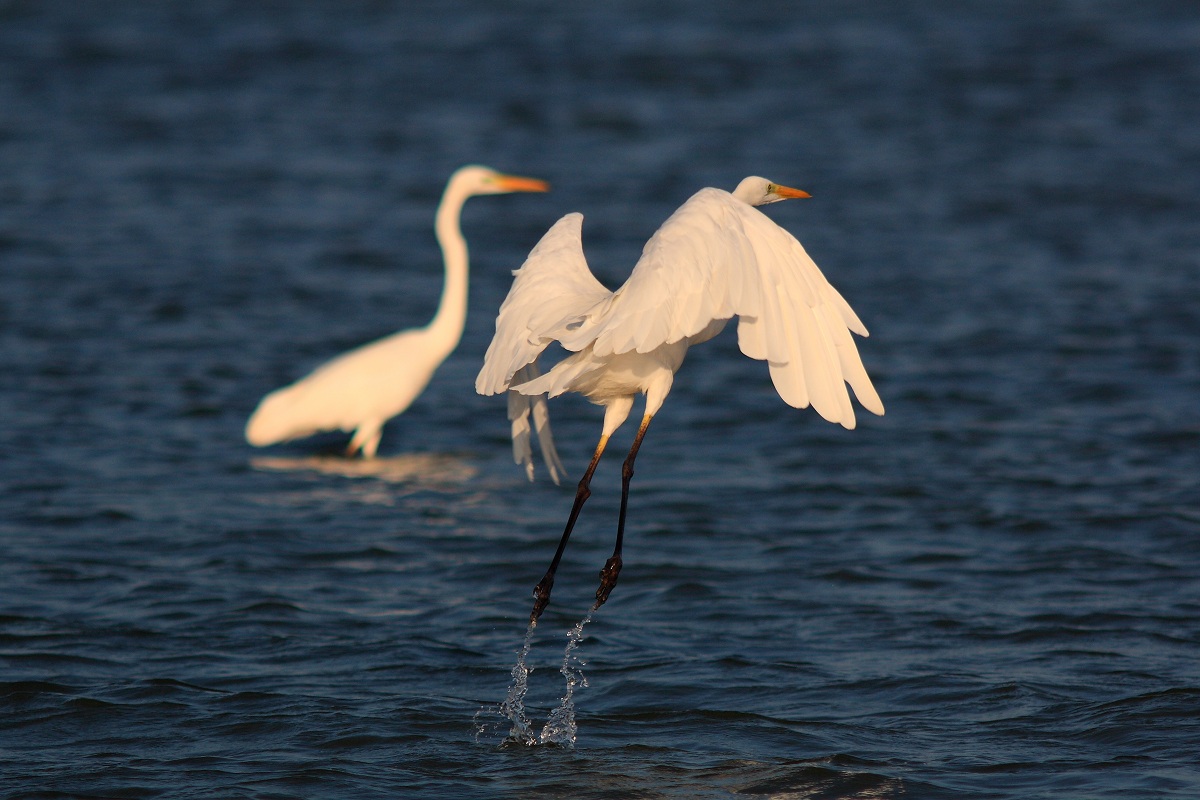 Aironi - Sacca Scardovari