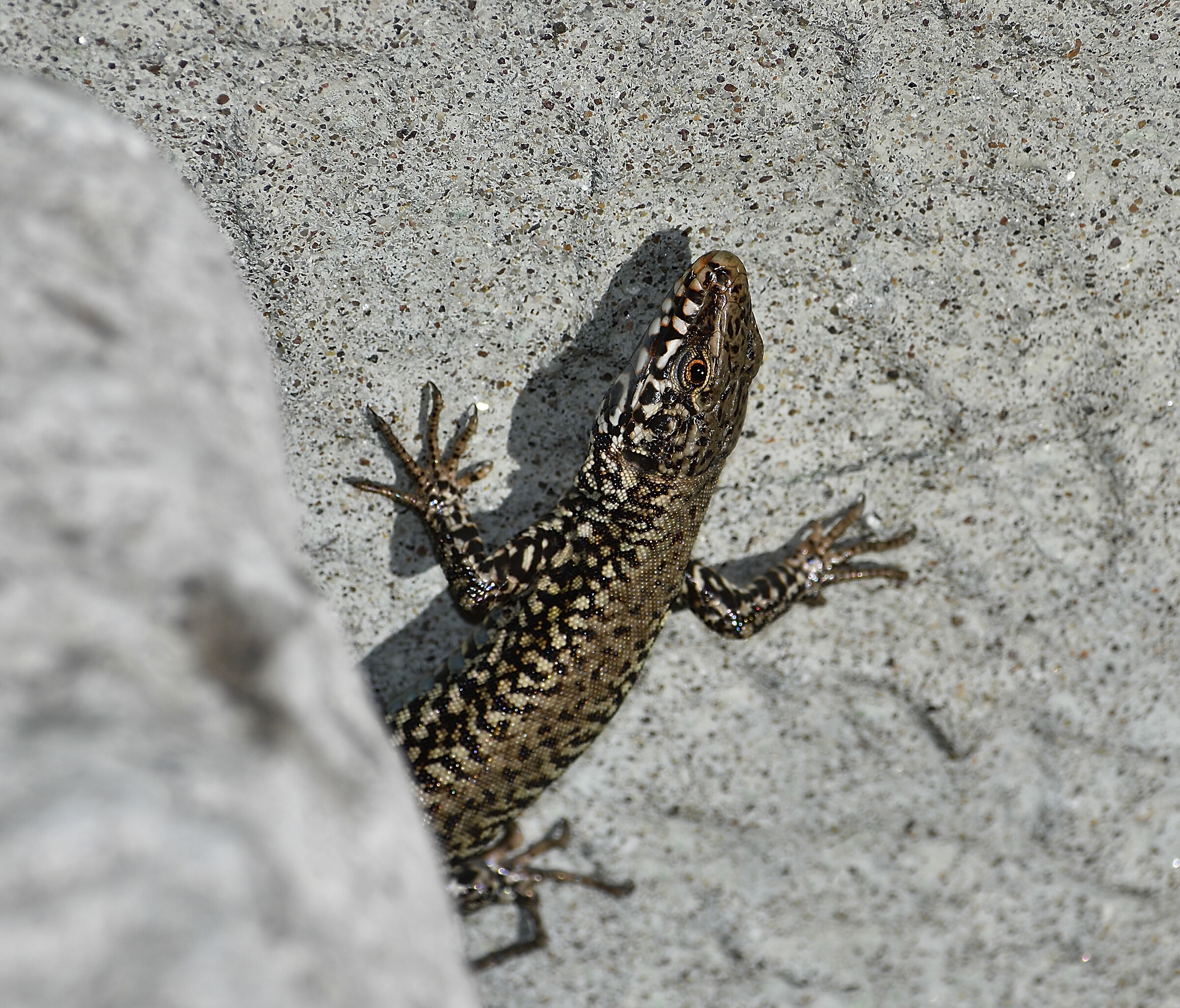 Alla ricerca del sole...