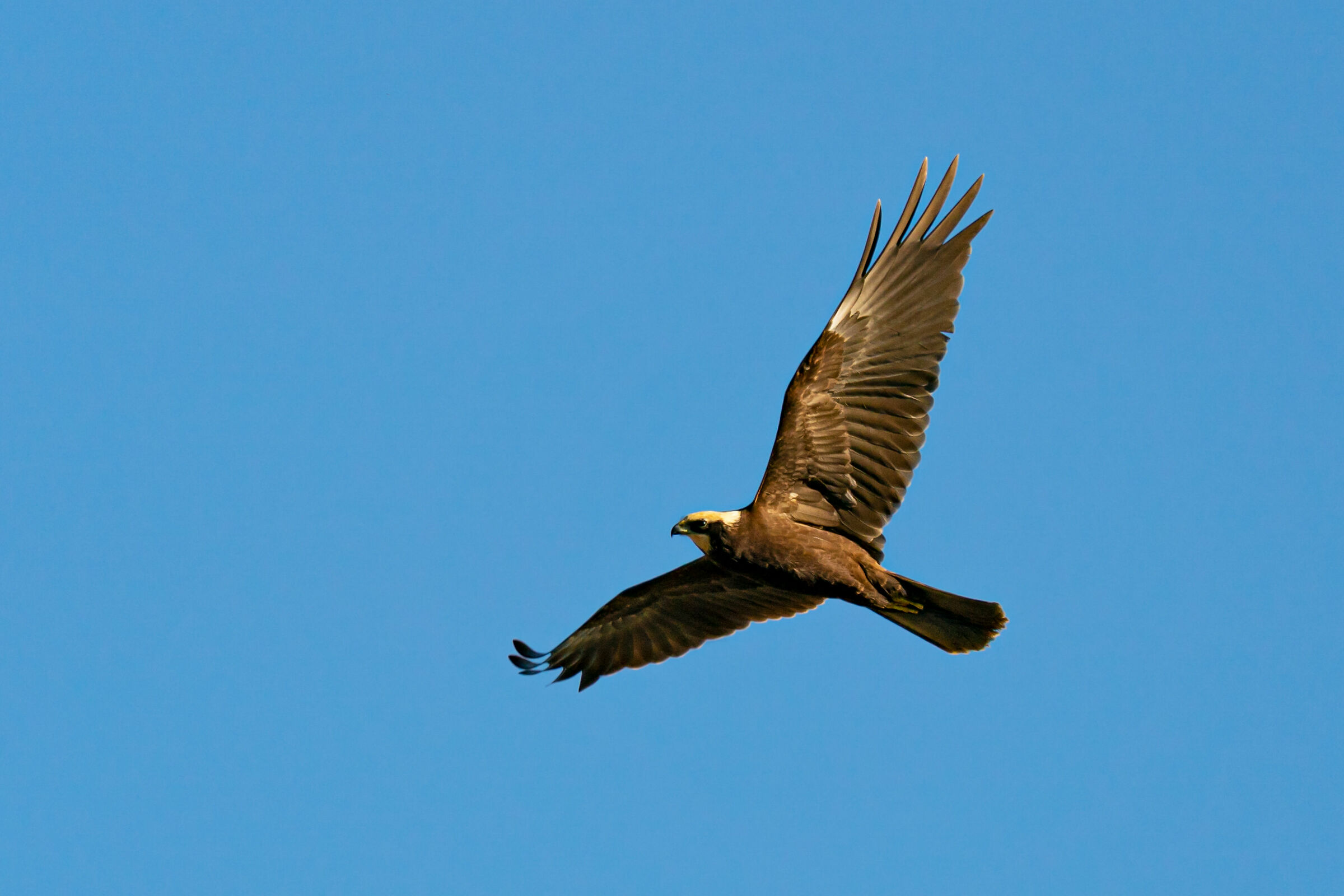 Falco di palude