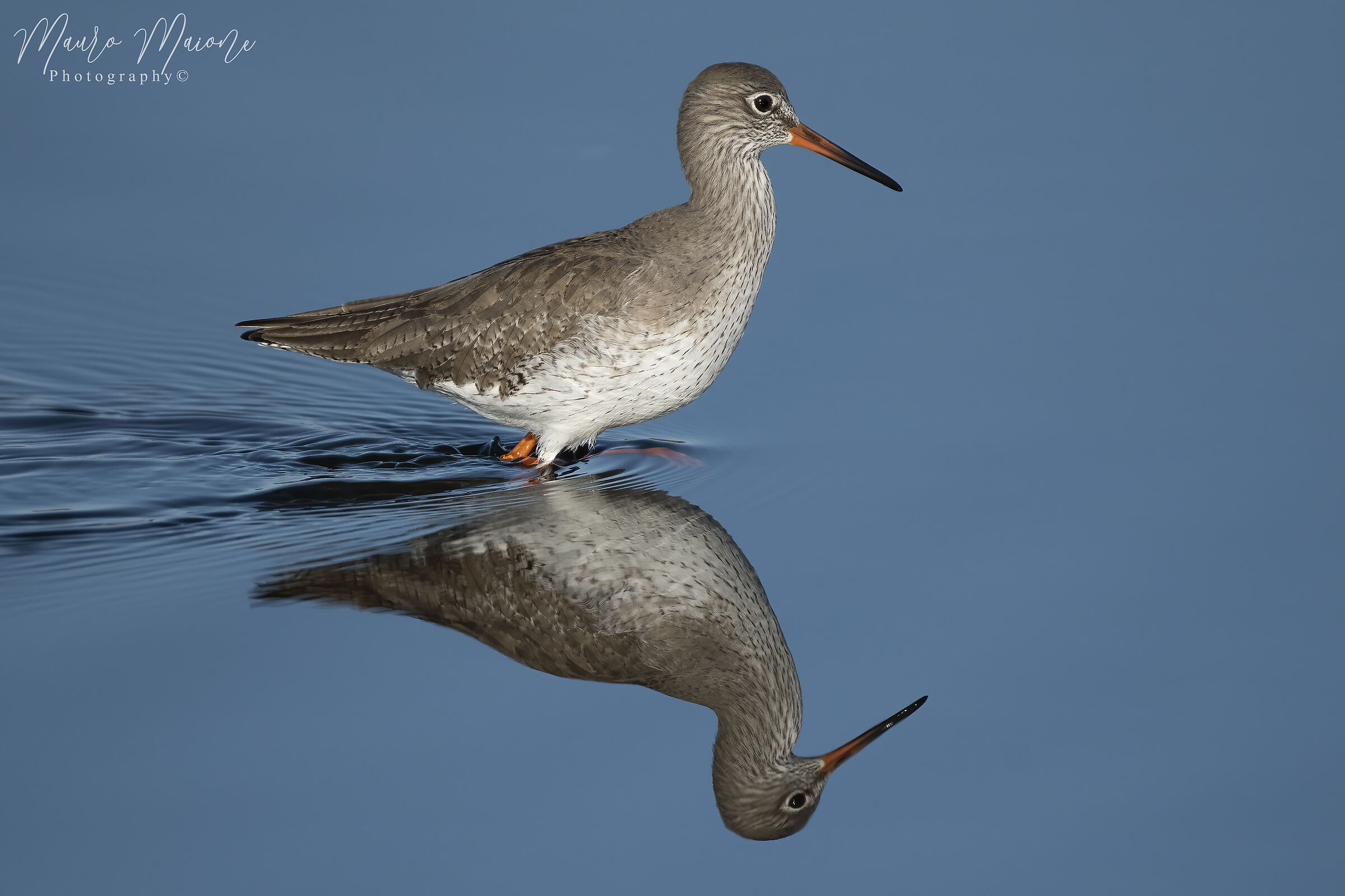 Pettegola allo specchio