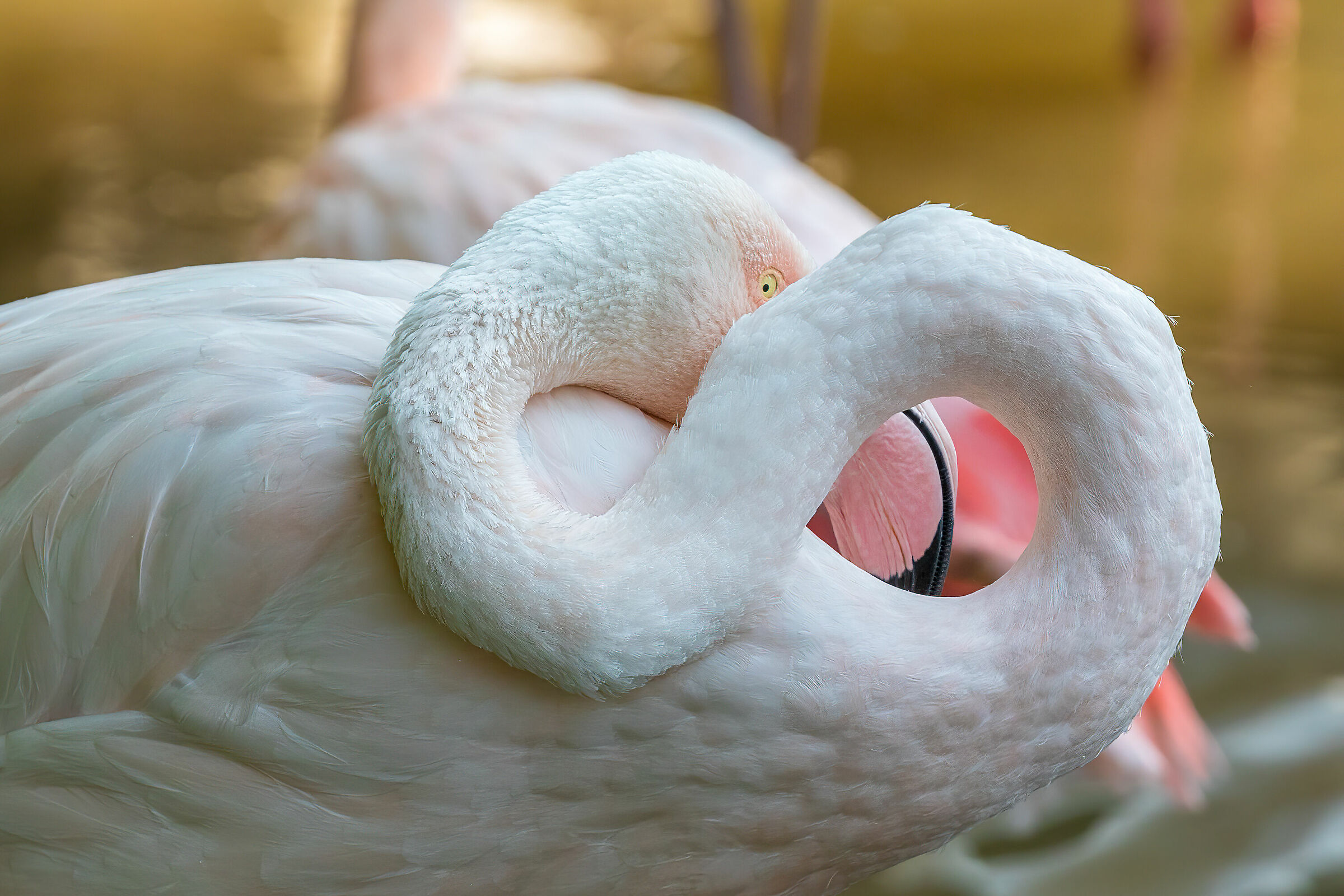 Lemniscata di Bernoulli