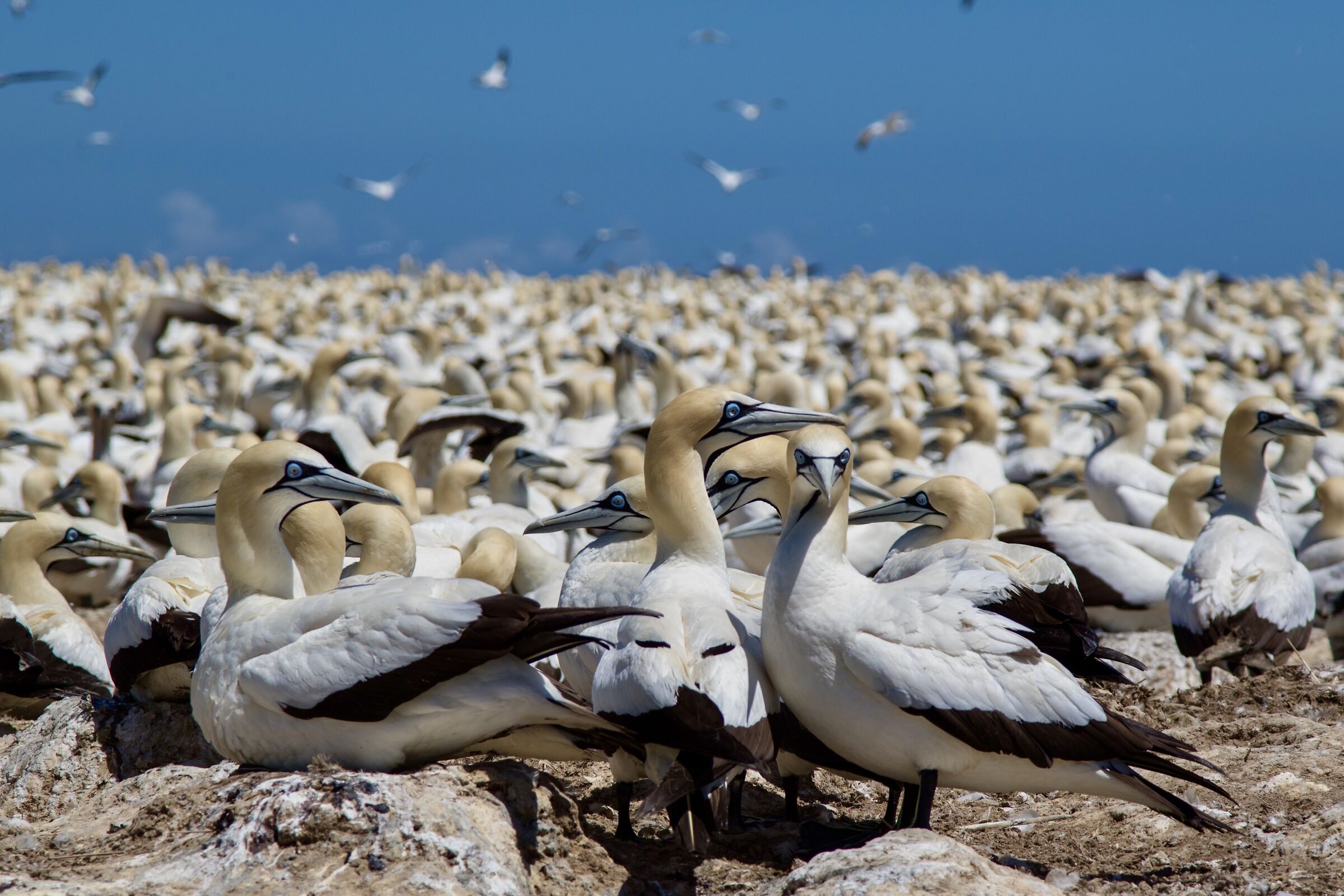Un bianco tappeto di sule