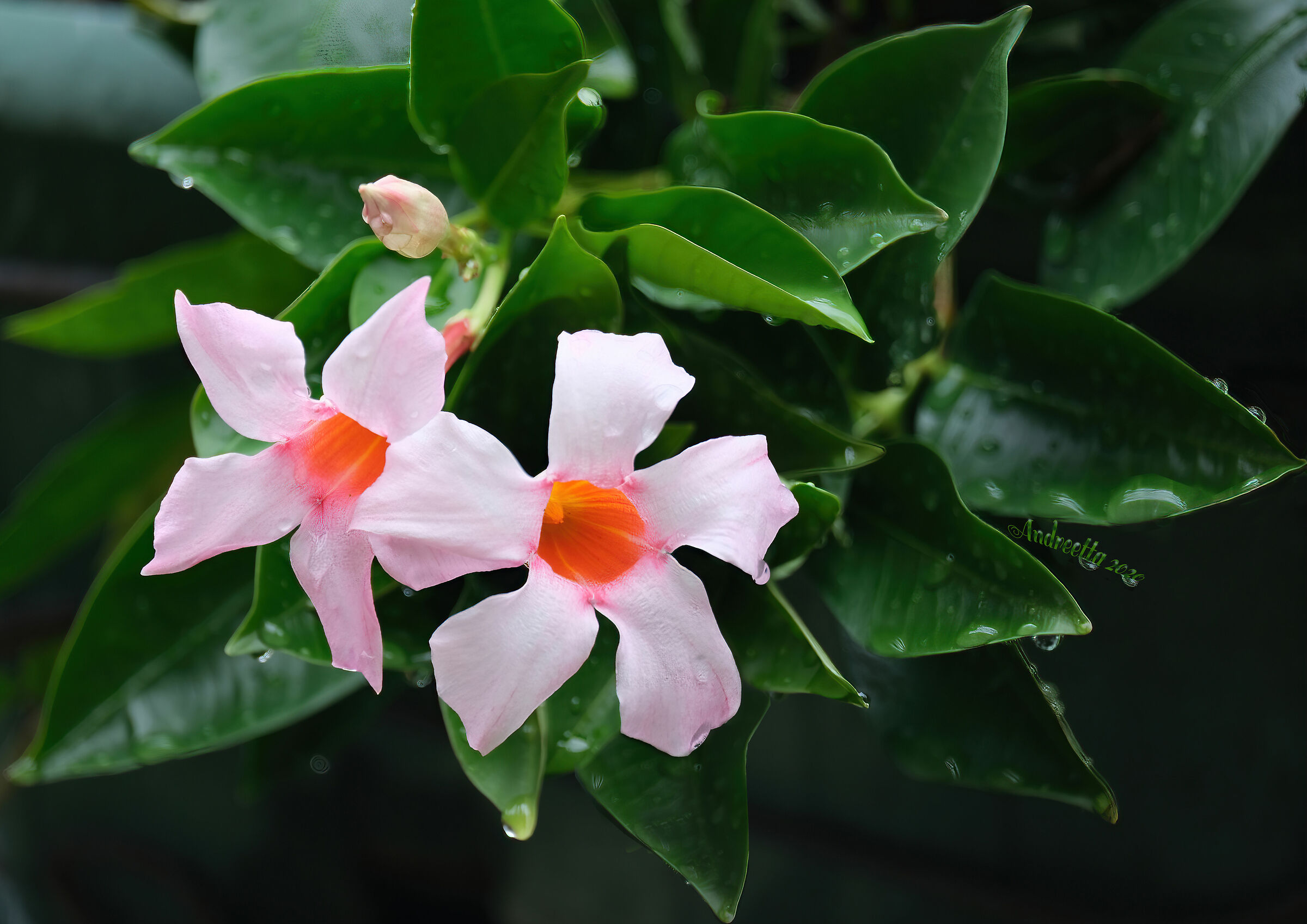 Mandevilla, New100