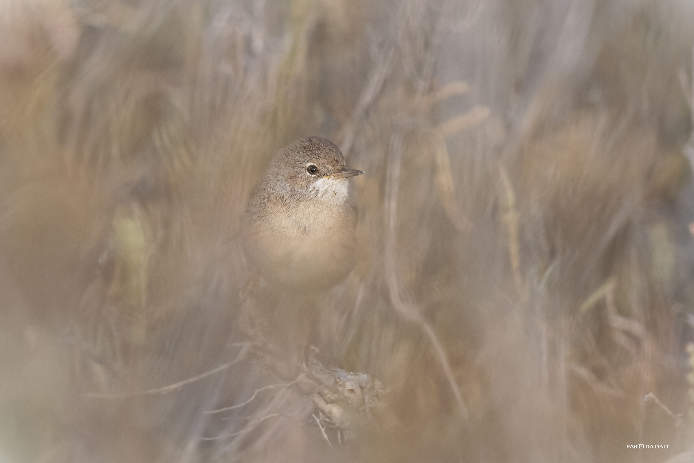 Sterpazzola of Sardinia