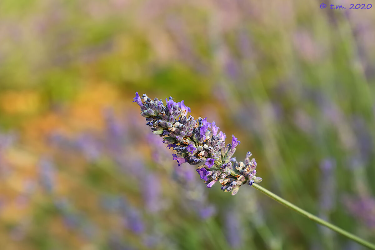 Lavanda